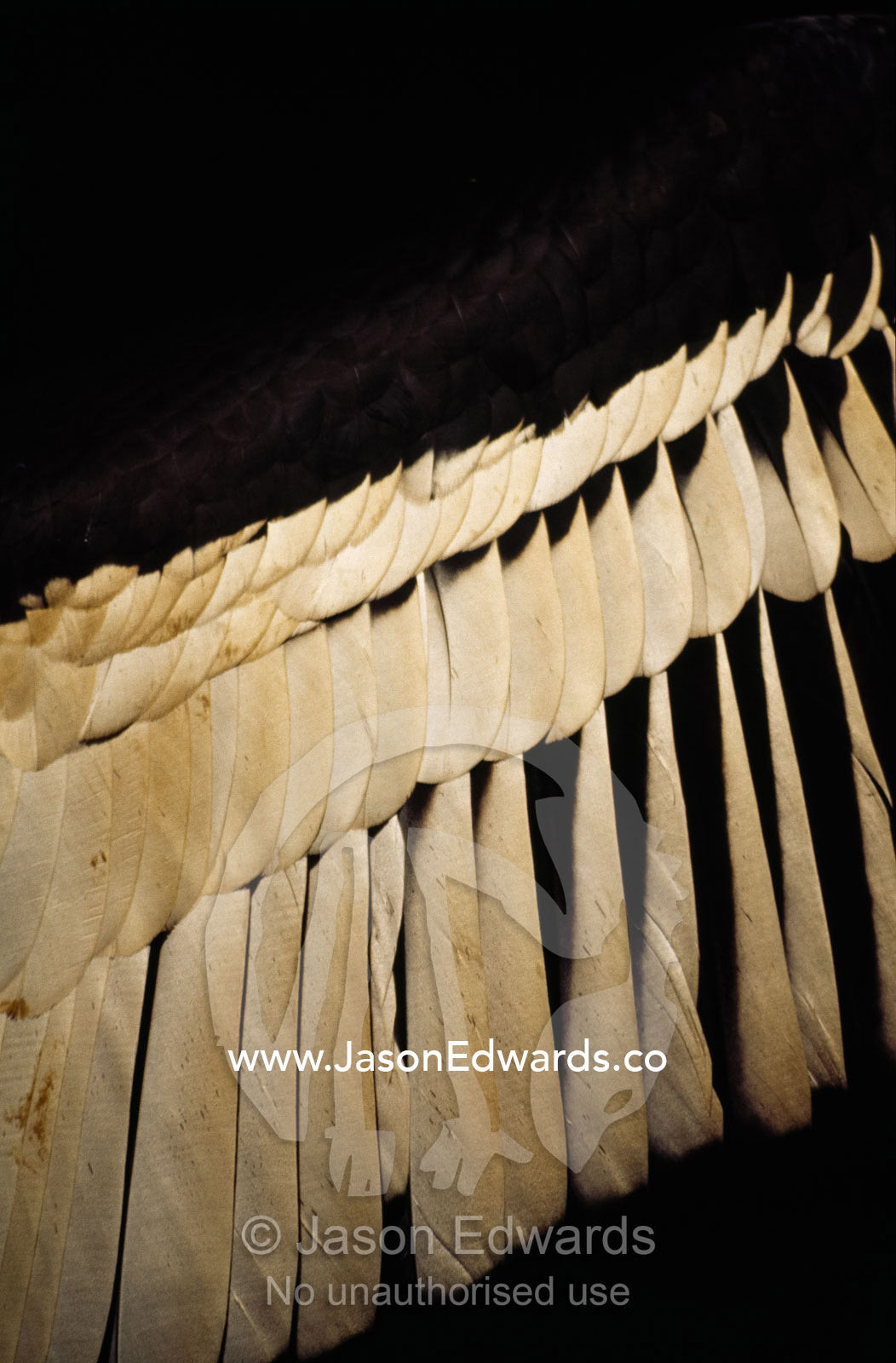 Close up of the feathers on an outstretched wing of an Andean condor. Bronx Zoo, New York.