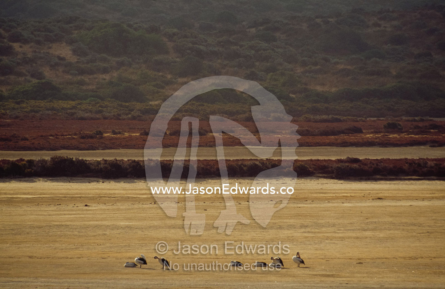 A flock of Australian pelican preen and roost on a mud spit at sunset. Coorong National Park, South Australia.