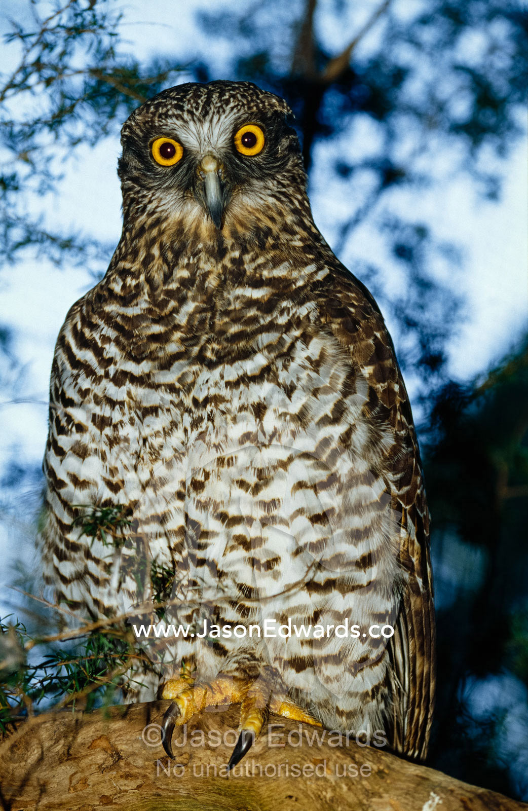 Portrait of a powerful owl with golden eyes and a curious wise look. Healesville Sanctuary, Victoria, Australia.