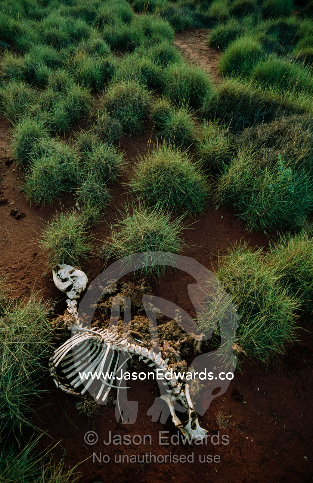 A sheep skeleton in spinifex grass tussocks after a drought. Australian Outback, Western Australia.