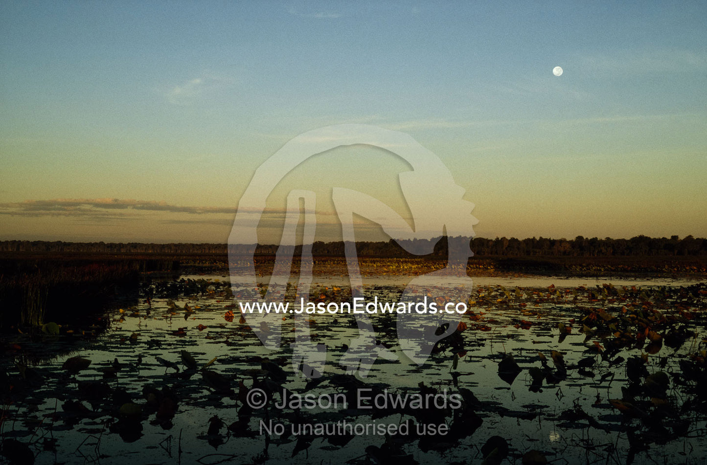 Moonrise and sunset afterglow over a water lily covered billabong. Kakadu National Park, Northern Territory, Australia.