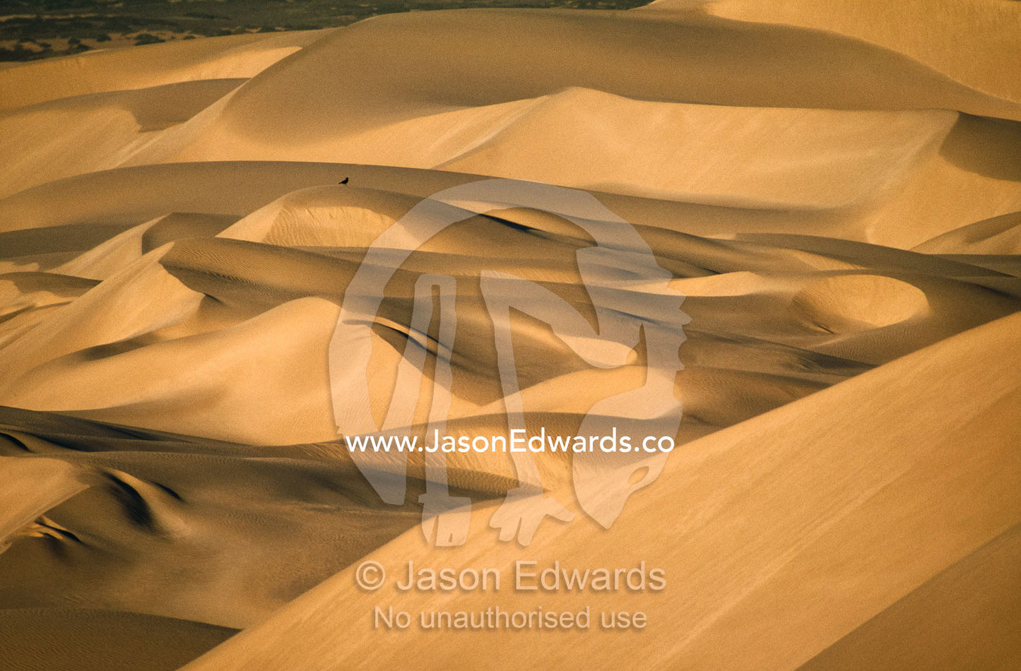 Vast dunes dwarf a crow on the sands under the soft light of sunset. Nullarbor National Park, South Australia.