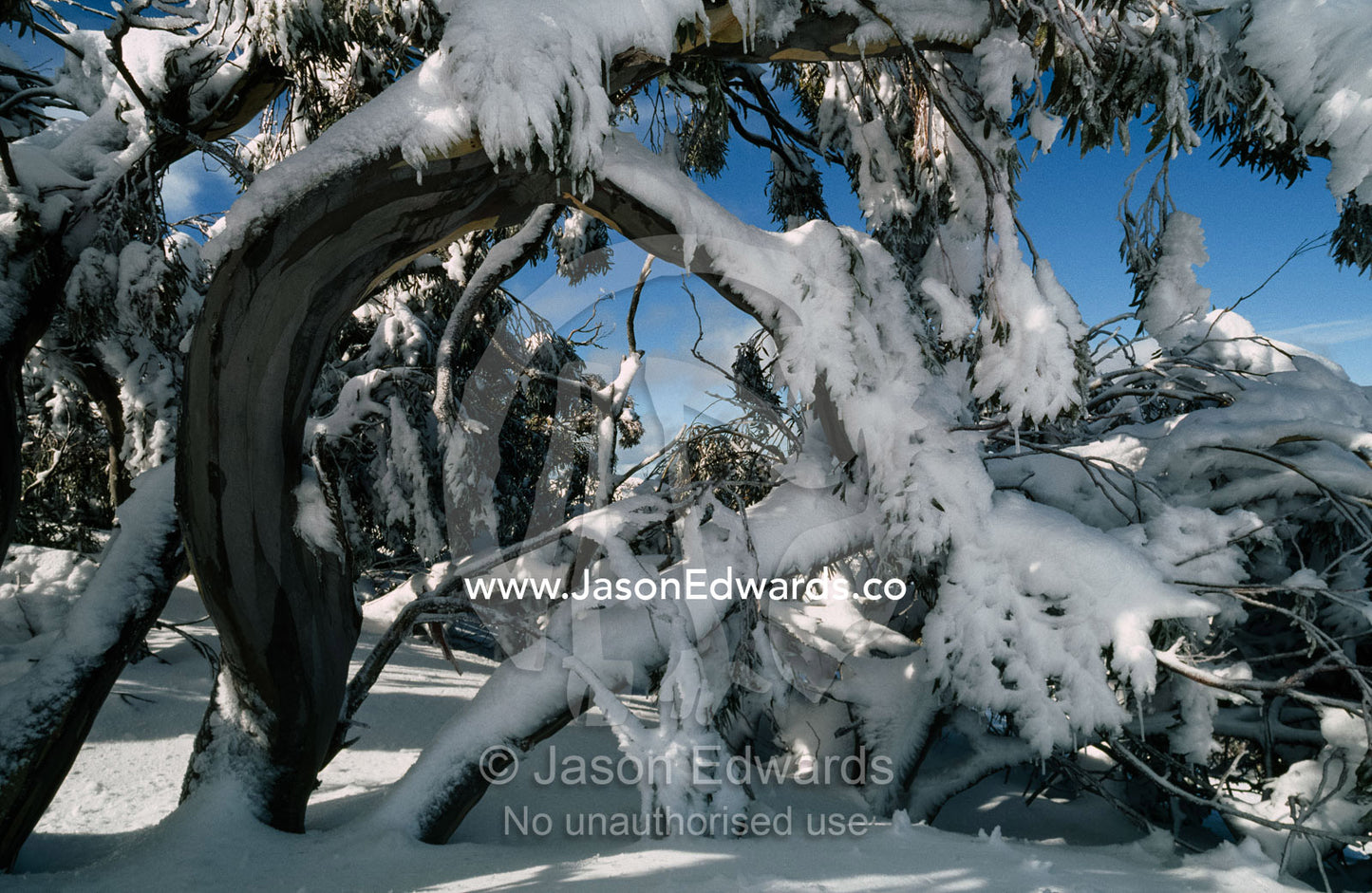 Heavy branches in a eucalyptus forest following a fresh snow fall. Alpine National Park, Mount Buller, Victoria, Australia.