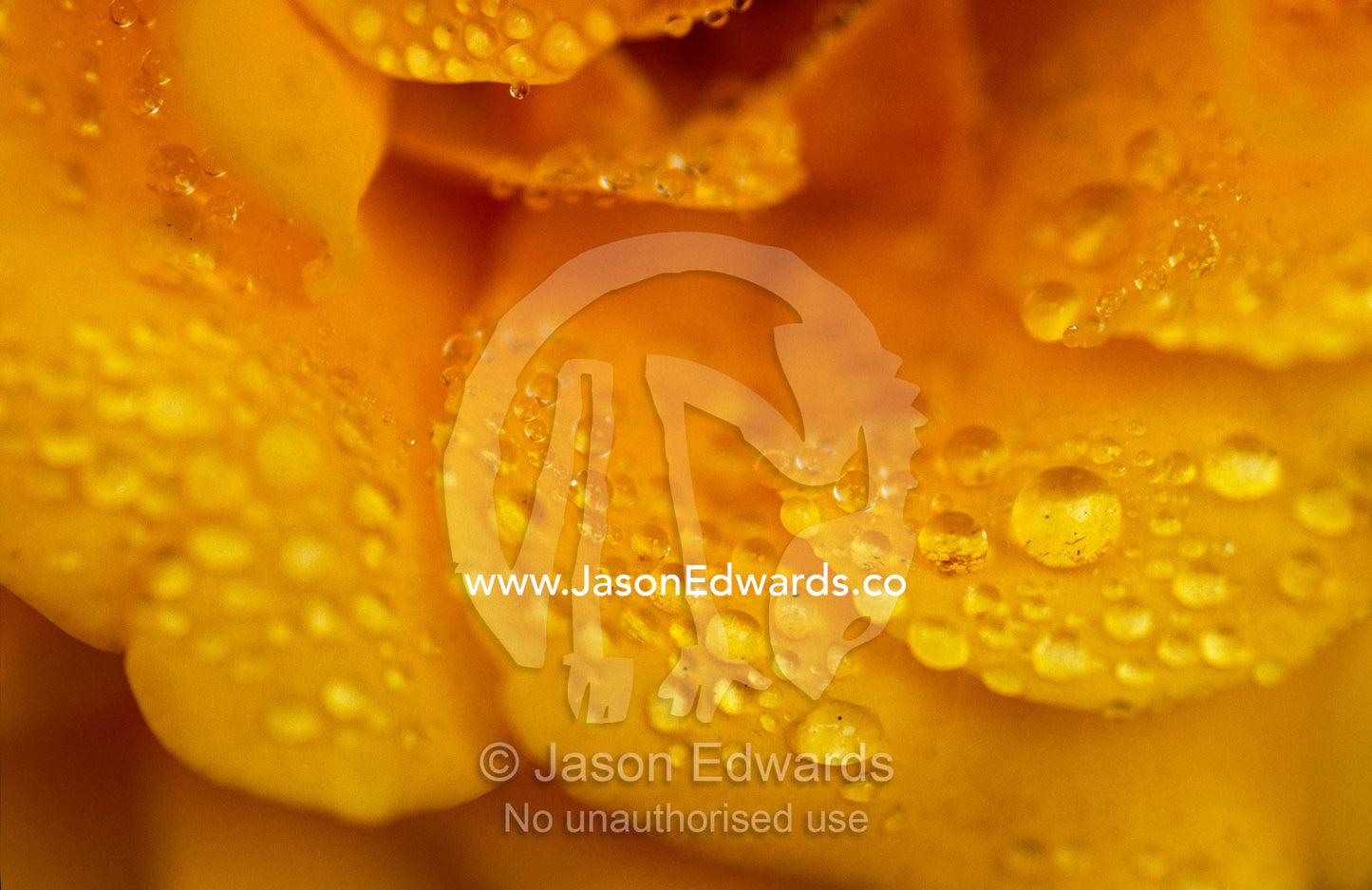 Rains drops on the delicate petals of an Olympic gold rose at dawn. North Carlton, Victoria, Australia.