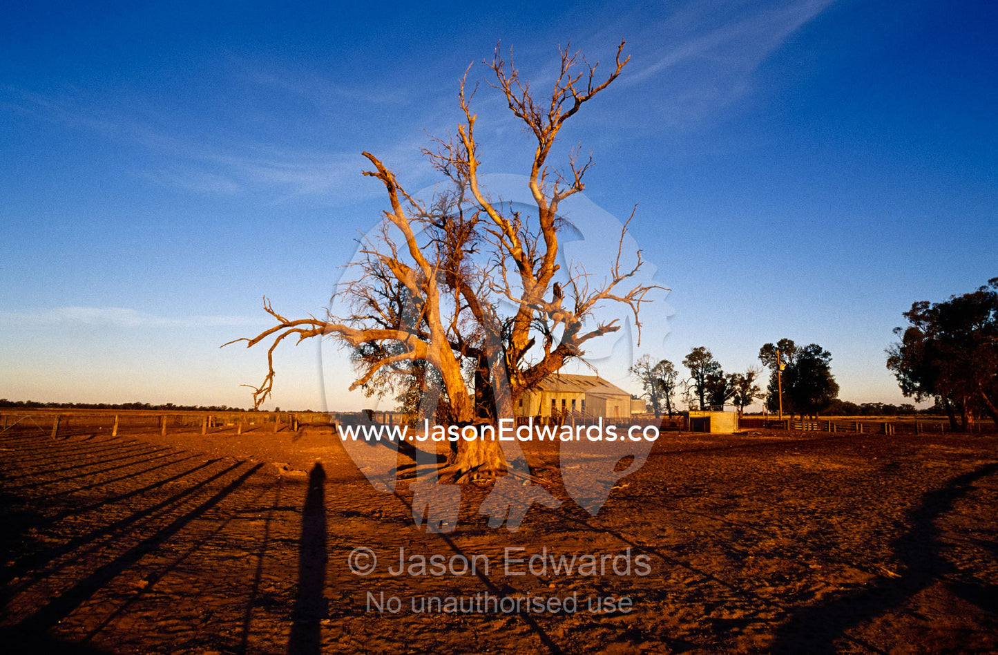 The long shadows of a sheep shearing pen and of a dead tree at sunset. Muniwa Station, Deniliquin, New South Wales, Australia.