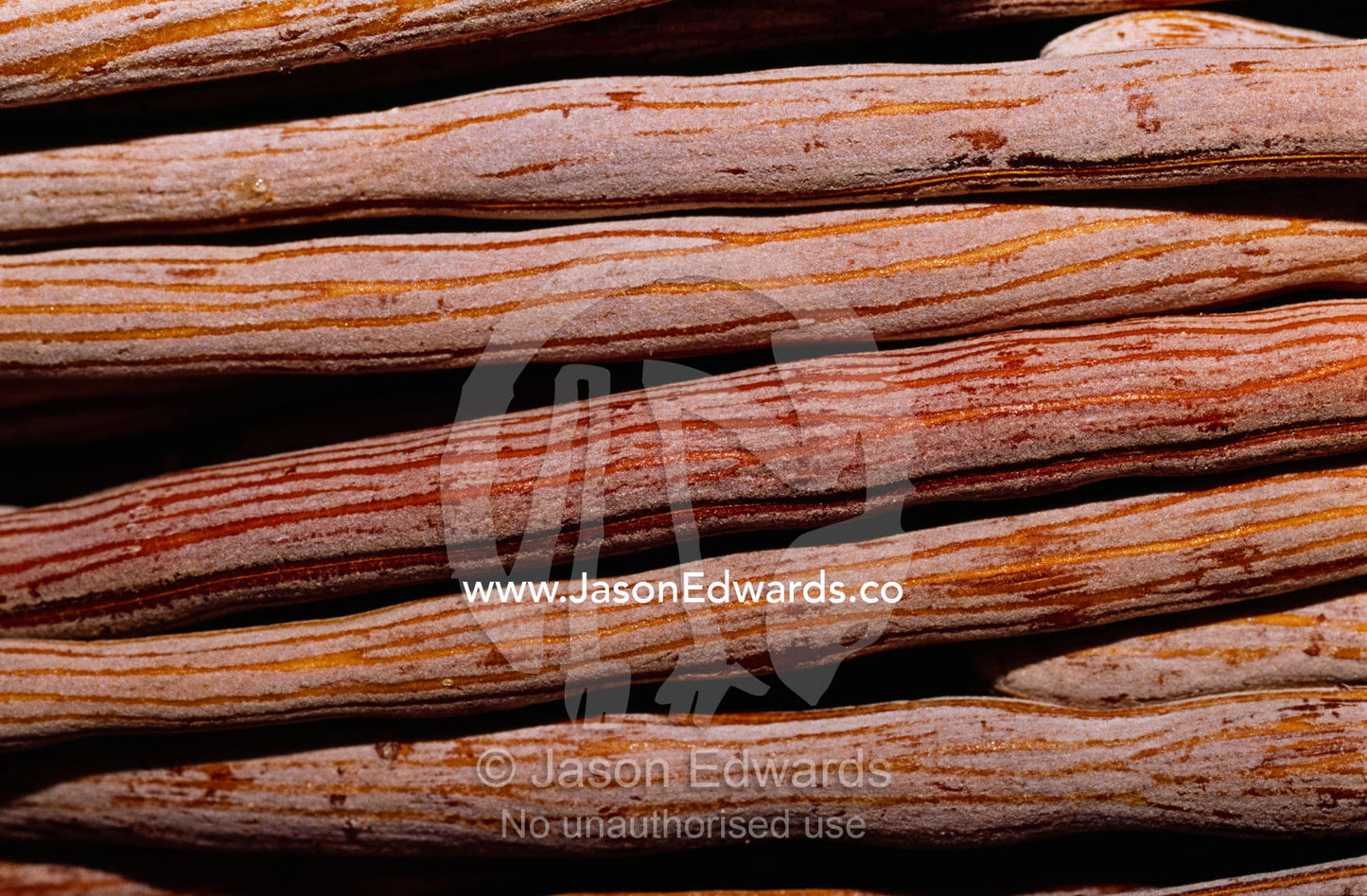 Pink horse mulga seed pods, Australian Aboriginal food. Alice Springs Desert Park, Northern Territory, Australia.