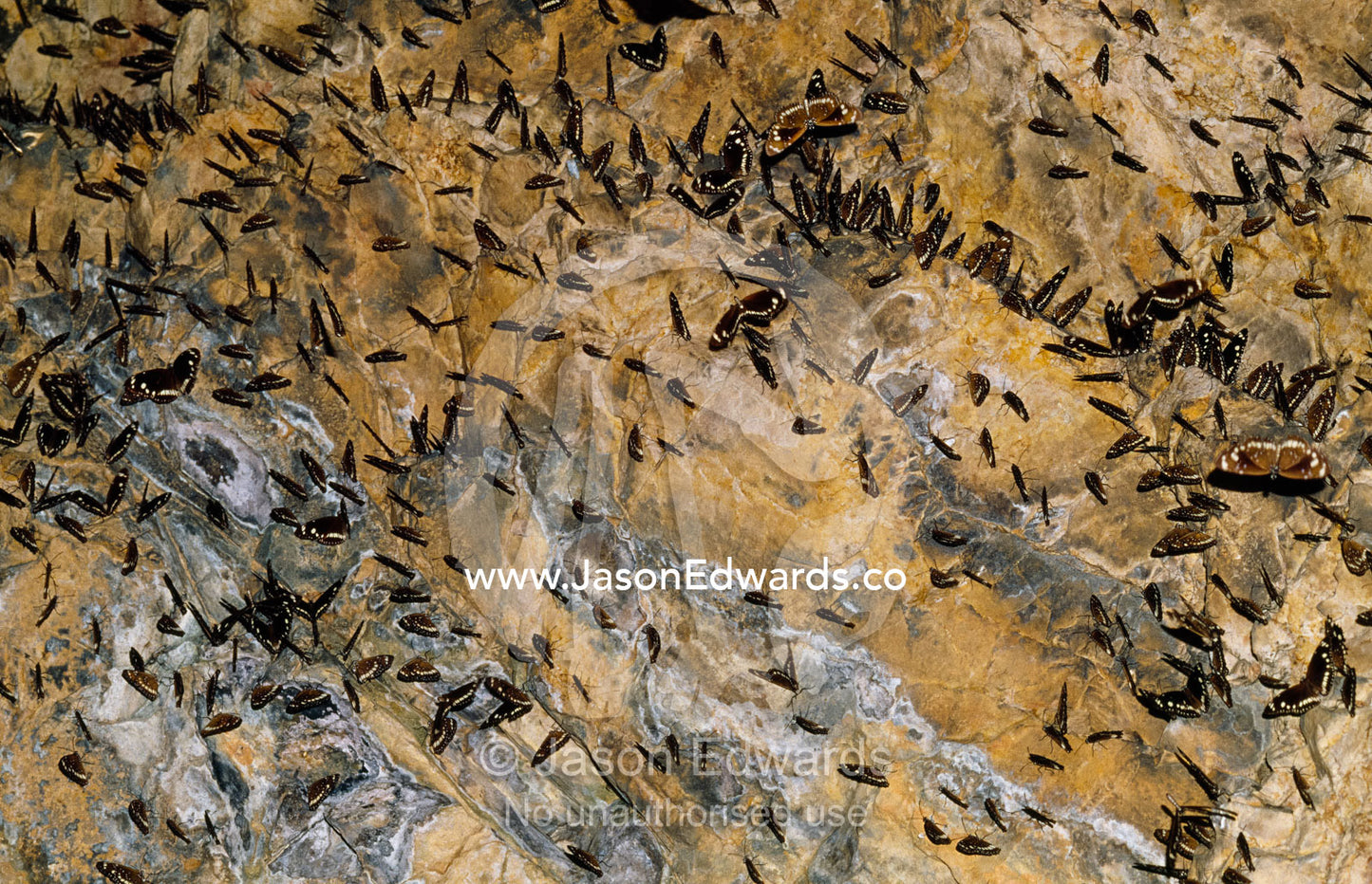 A flock of common Australian crow butterflies shelter on a cliff face. Limmen National Park, Northern Territory, Australia.