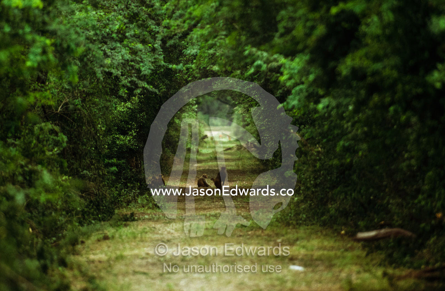 Rhesus macaques watch others in a forest lane. Keoladeo Ghana National Park, Bharatpur, Rajasthan State, India.