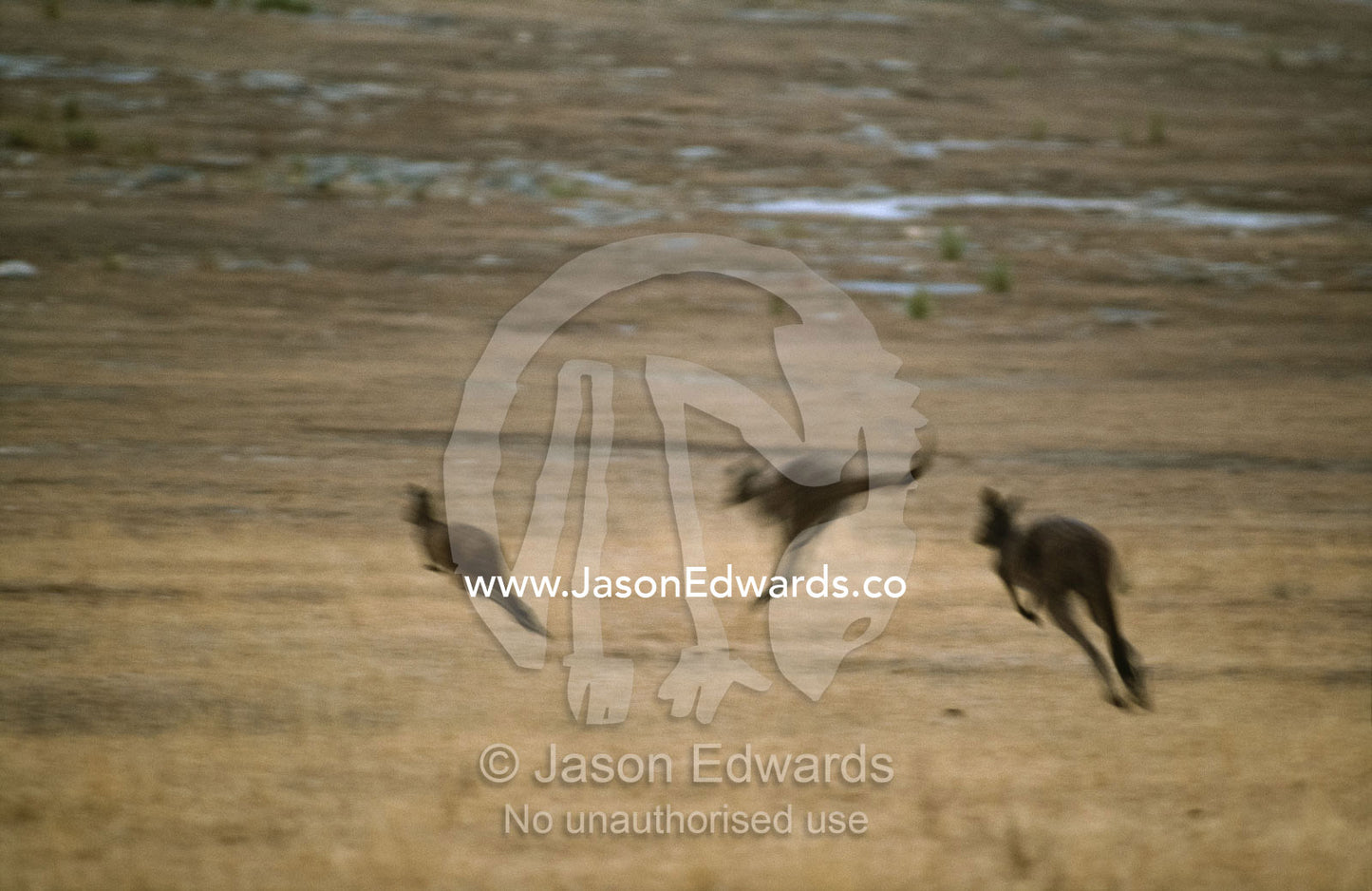 A mob of western gray kangaroos leap across the plains, Memory Cove National Park, South Australia.