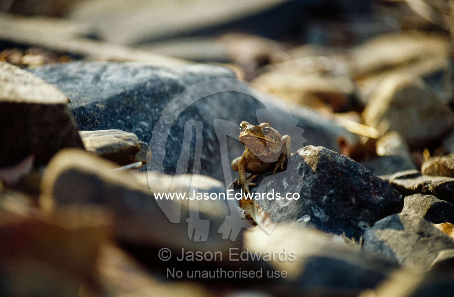 A cane toad, a feral pest,in a dry river bed. Limmen National Park, Northern Territory, Australia.