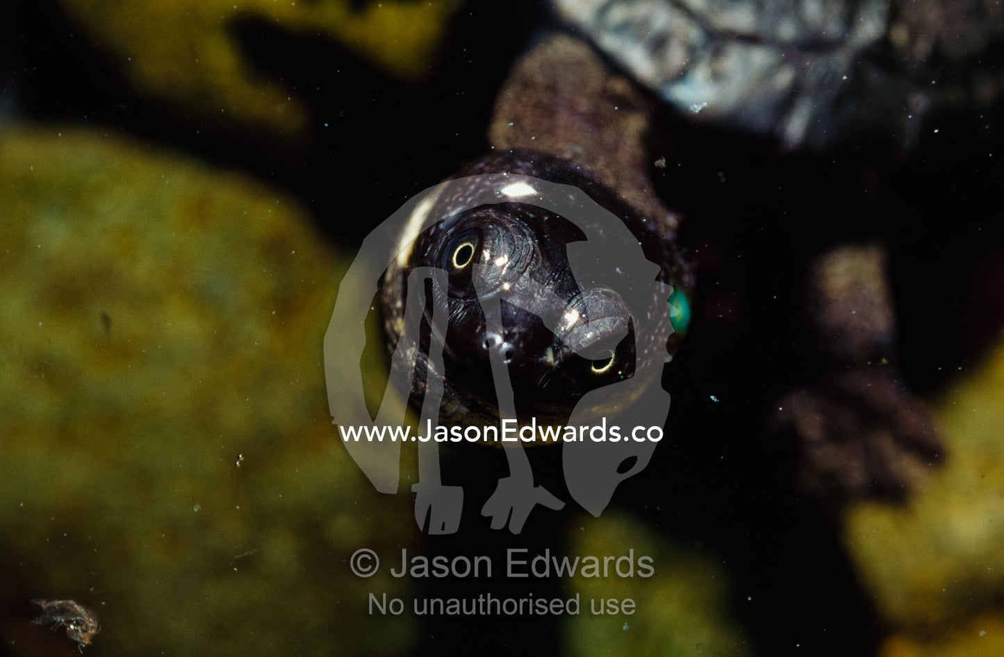 An eastern snake-necked turtle hatchling peering out of pond water. Melbourne Aquarium, Victoria, Australia.