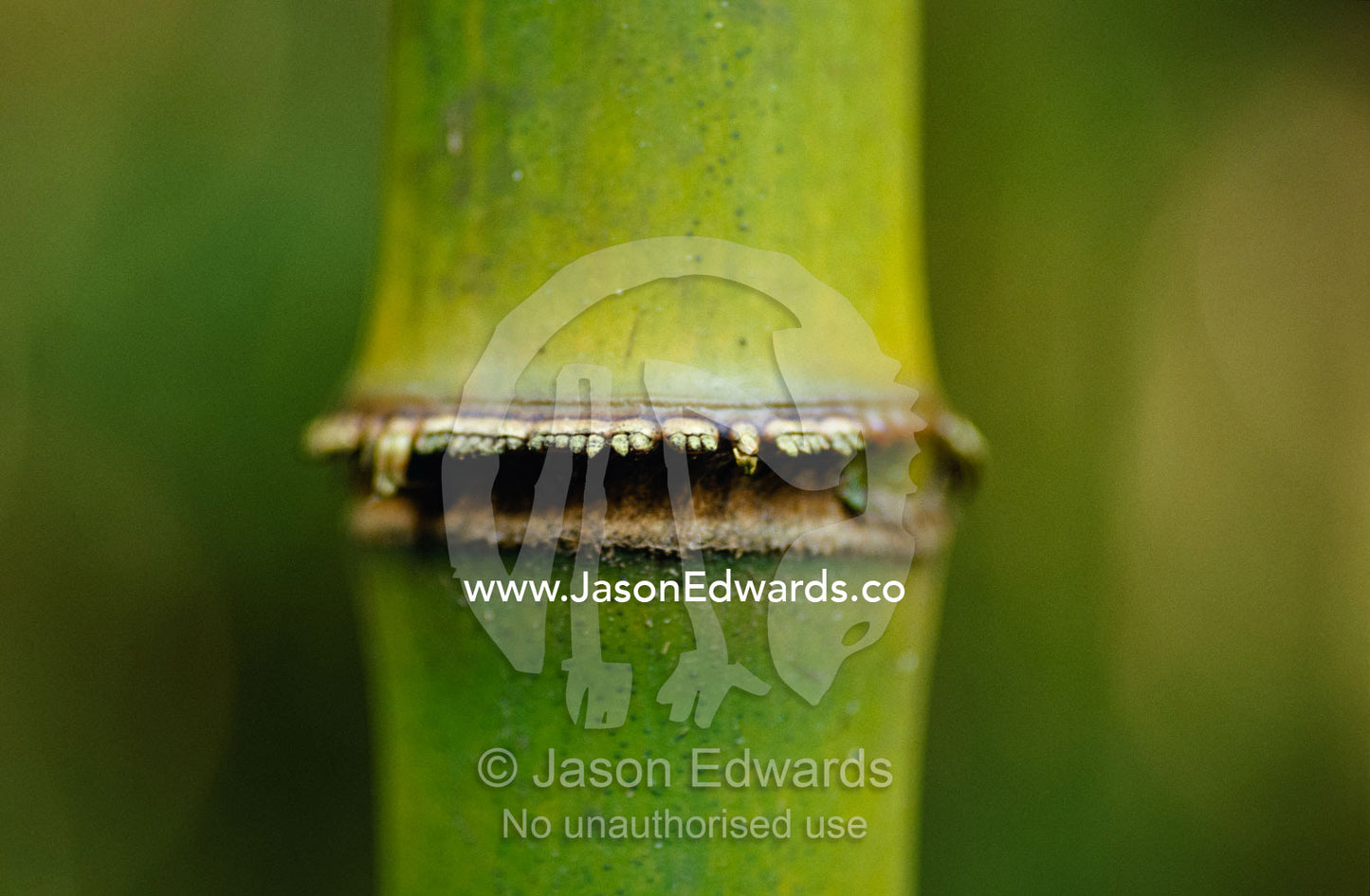 Closeup of a growth ring of a Mountain Bamboo, Arundinaria Alpina. Mgahinga Gorilla National Park, Uganda.