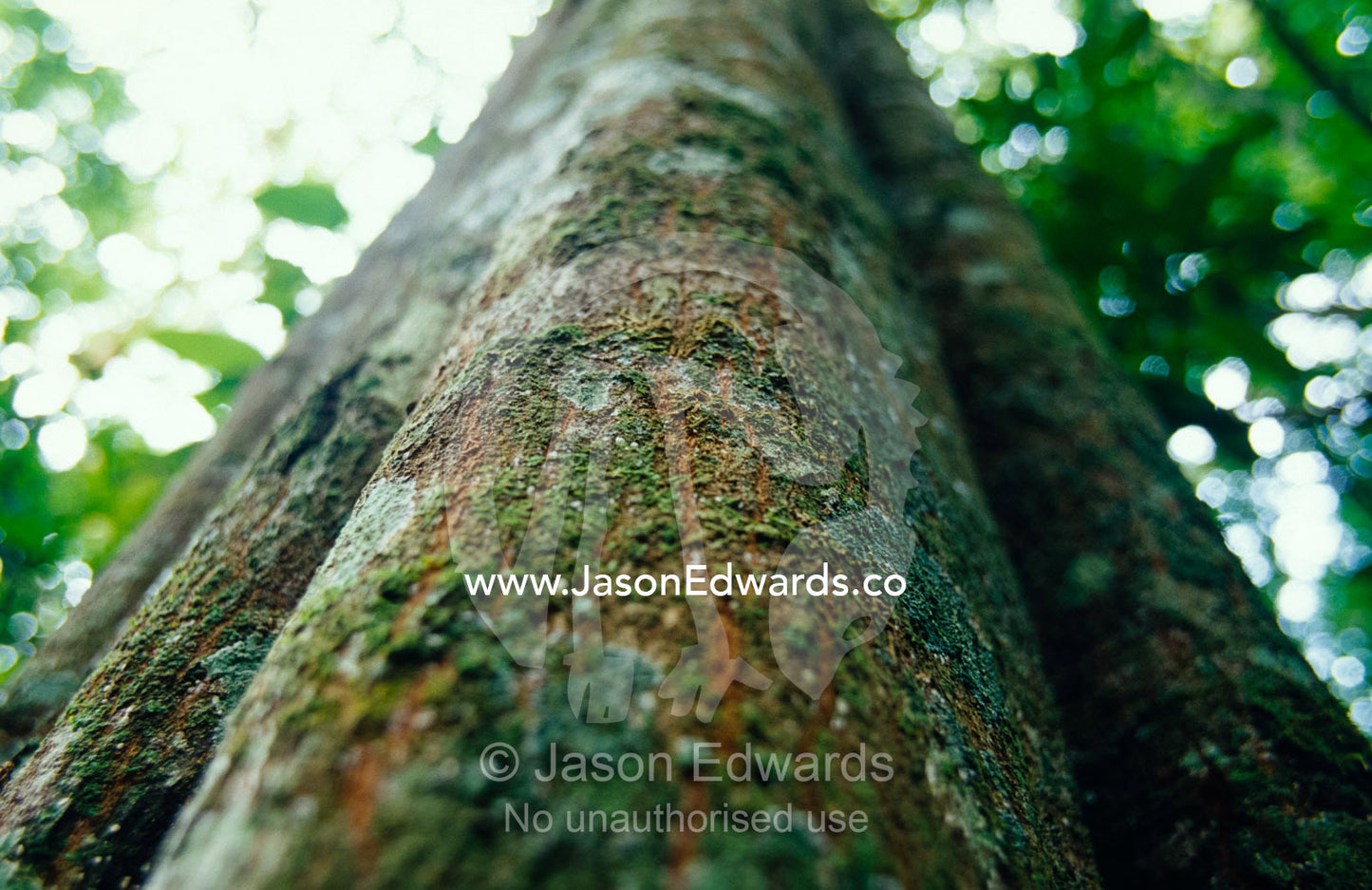 The immense folded trunk of a rainforest giant, the Fig Tree. Kibale National Park, Uganda.