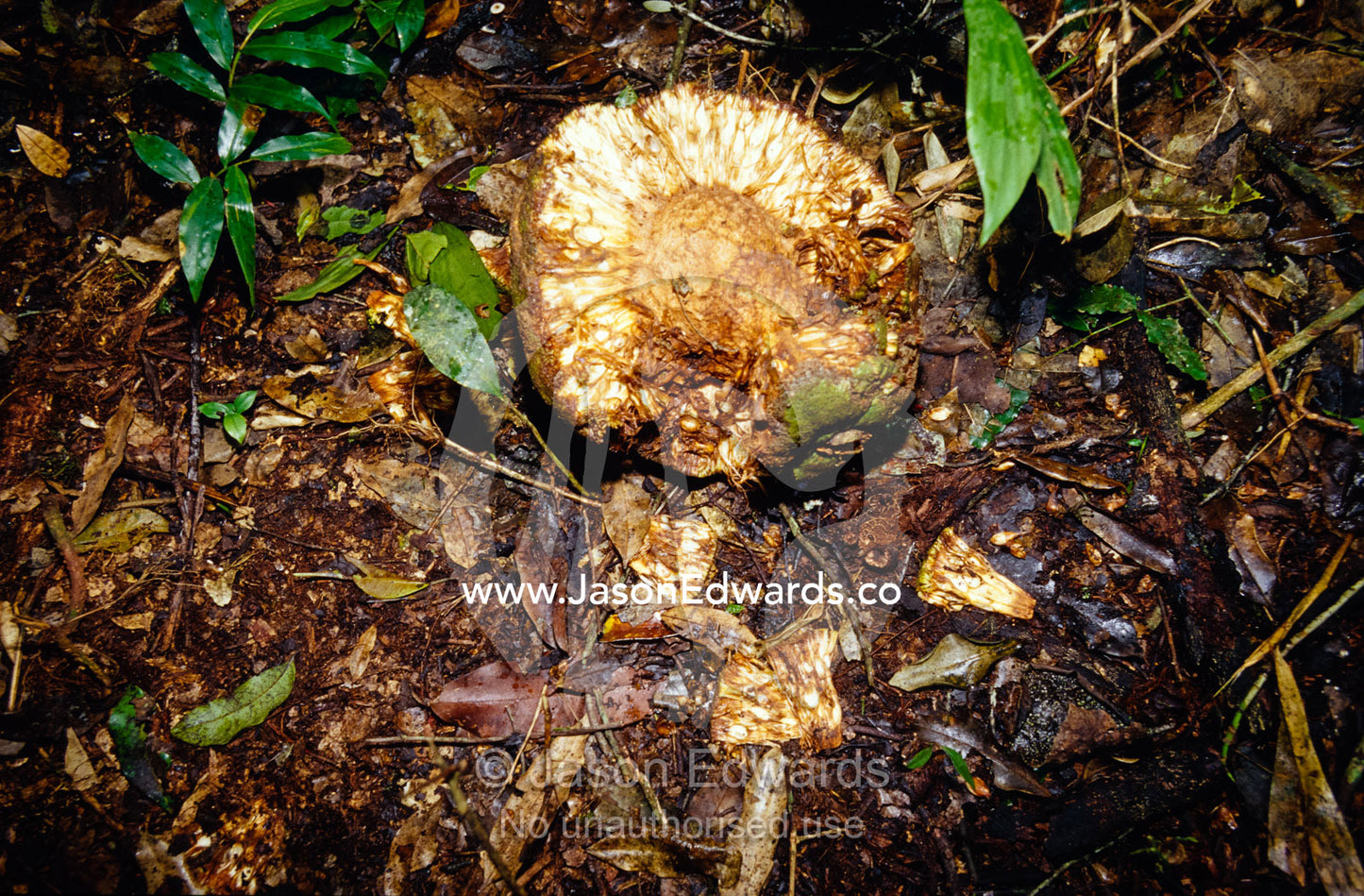 Bread Fruit rotting on the rainforest floor eaten by Chimpanzees. Kibale National Park, Uganda.