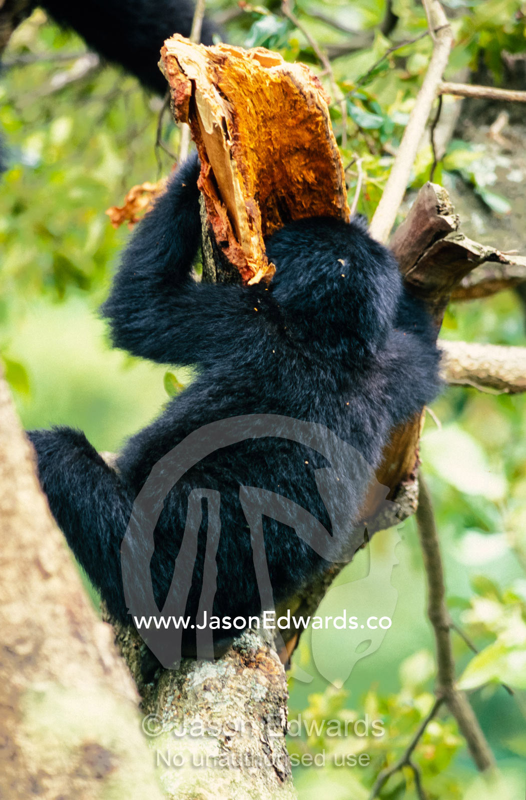 An endangered Mountain Gorilla infant feeding on termites in a tree. Bwindi Impenetrable National Park, Uganda.