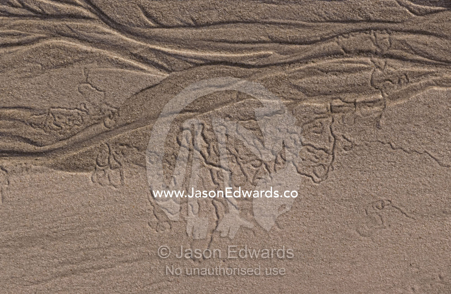 Aquatic animals leave trails and tunnels in the tidal sand of a beach. Coorong National Park, South Australia.