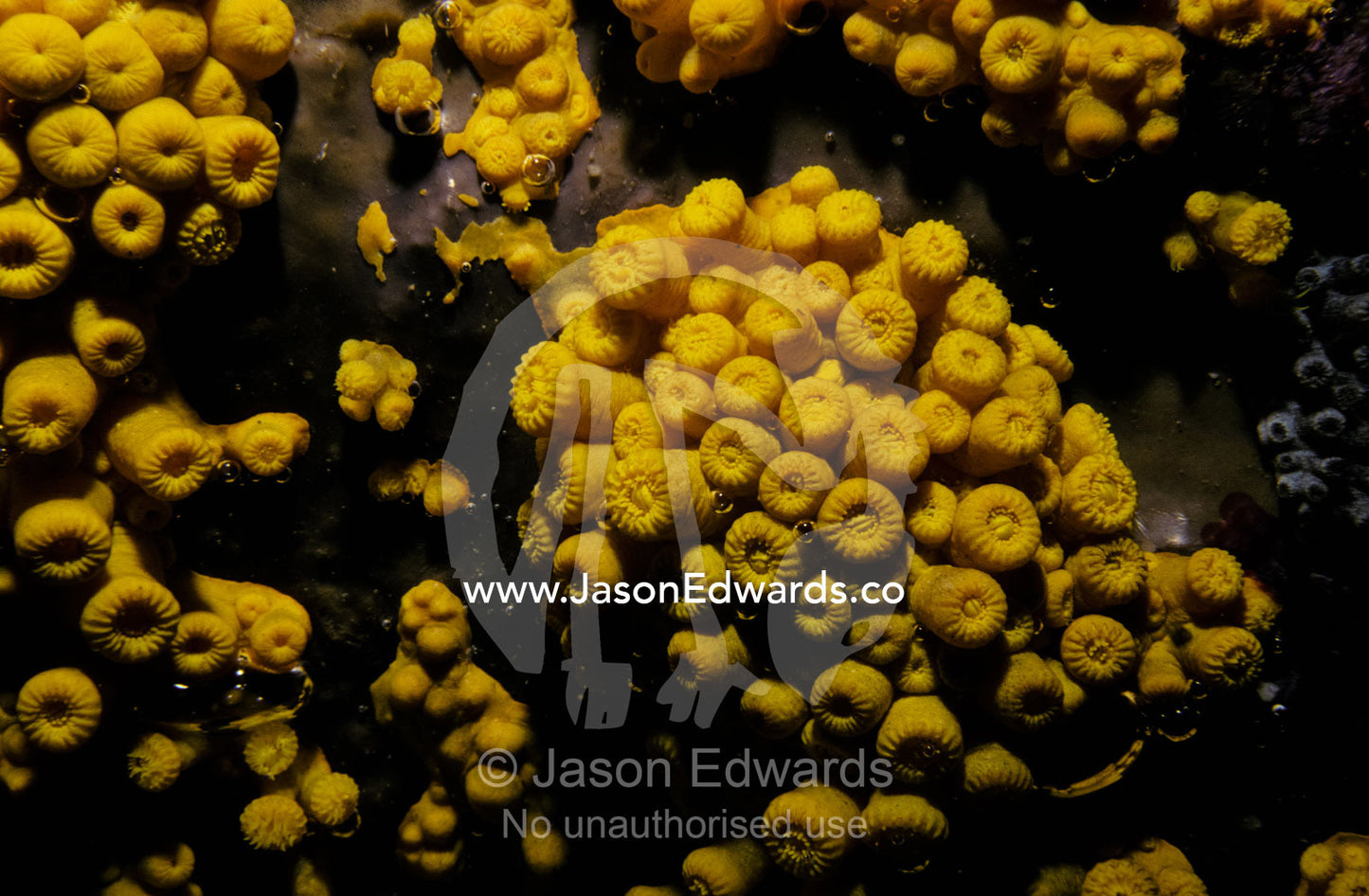 A mosaic of delicate yellow Soft Corals line the roof of a small cave. Kangaroo Island, South Australia.