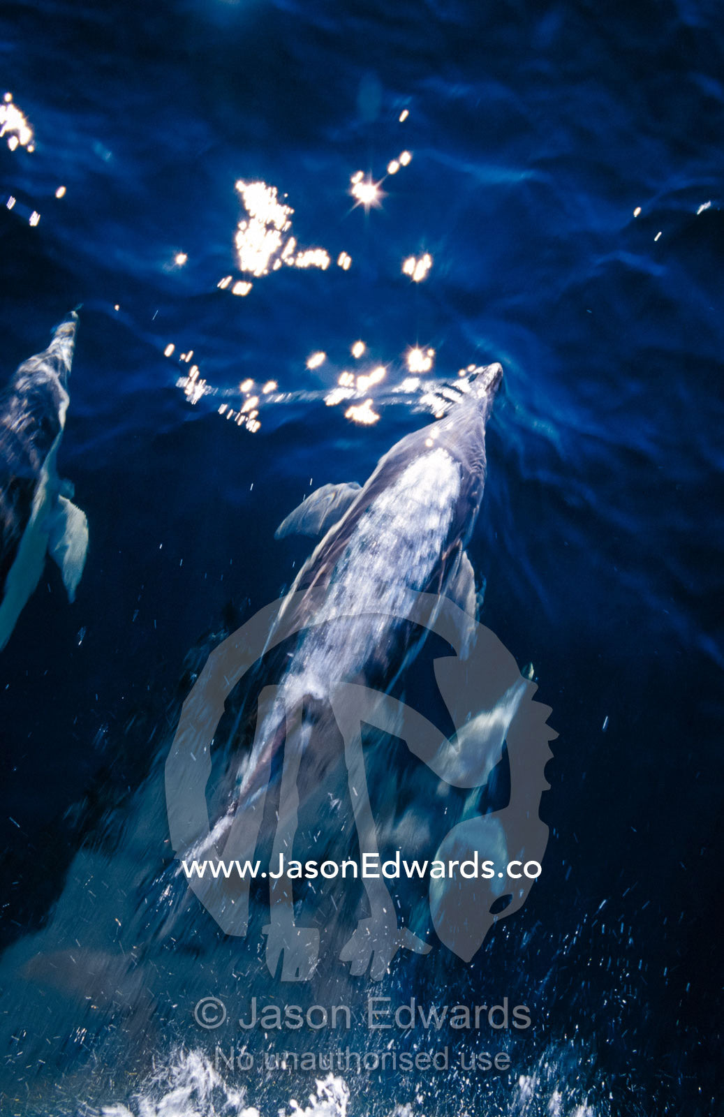 A pod of graceful Common Dolphin plough ahead of a boat in blue seas. Continental Shelf, off Eden, New South Wales, Australia.