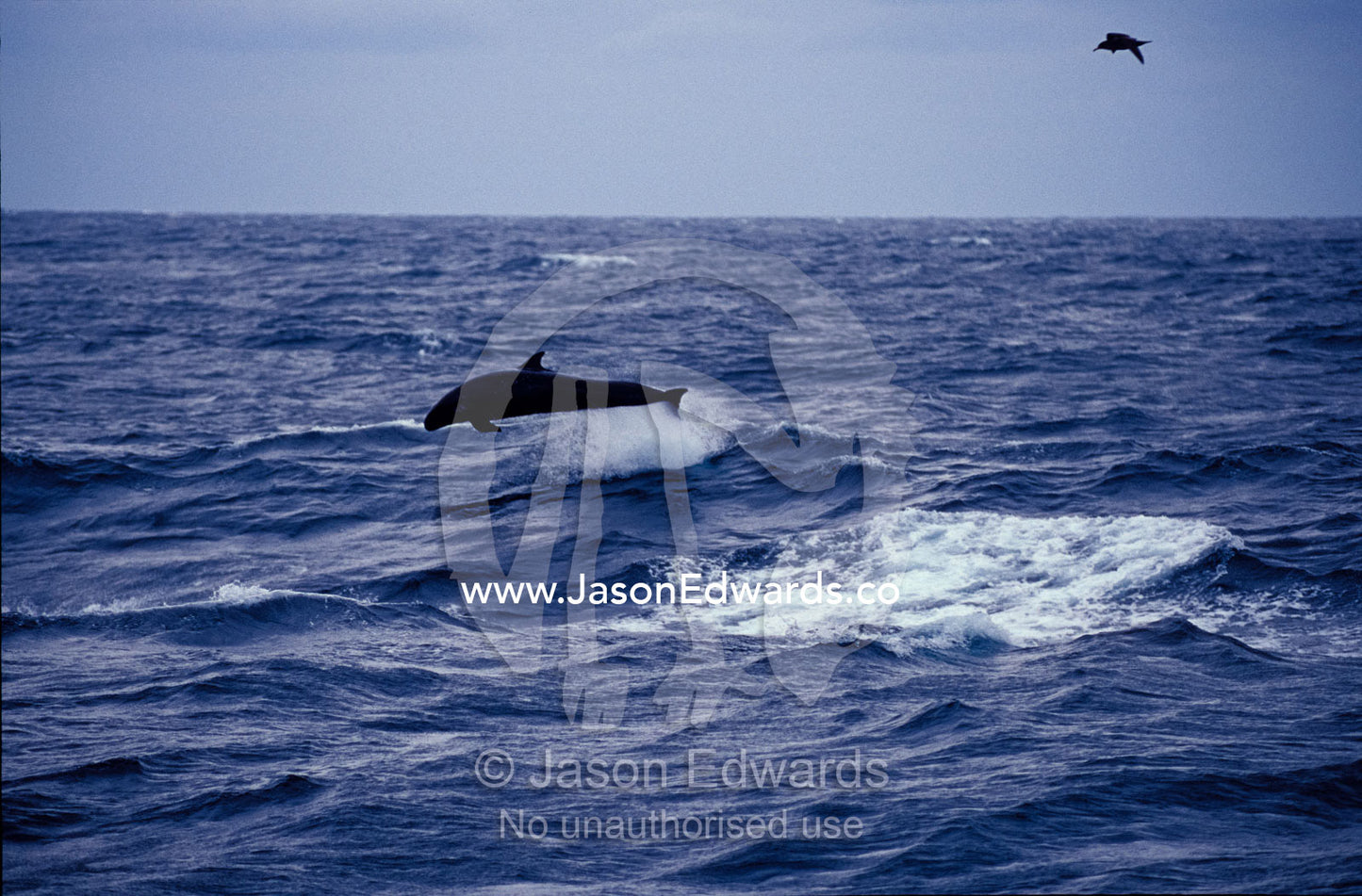 A False Killer Whale breaches over deep sea trenches during a storm. Tathra Canyons, Merimbula, New South Wales, Australia.