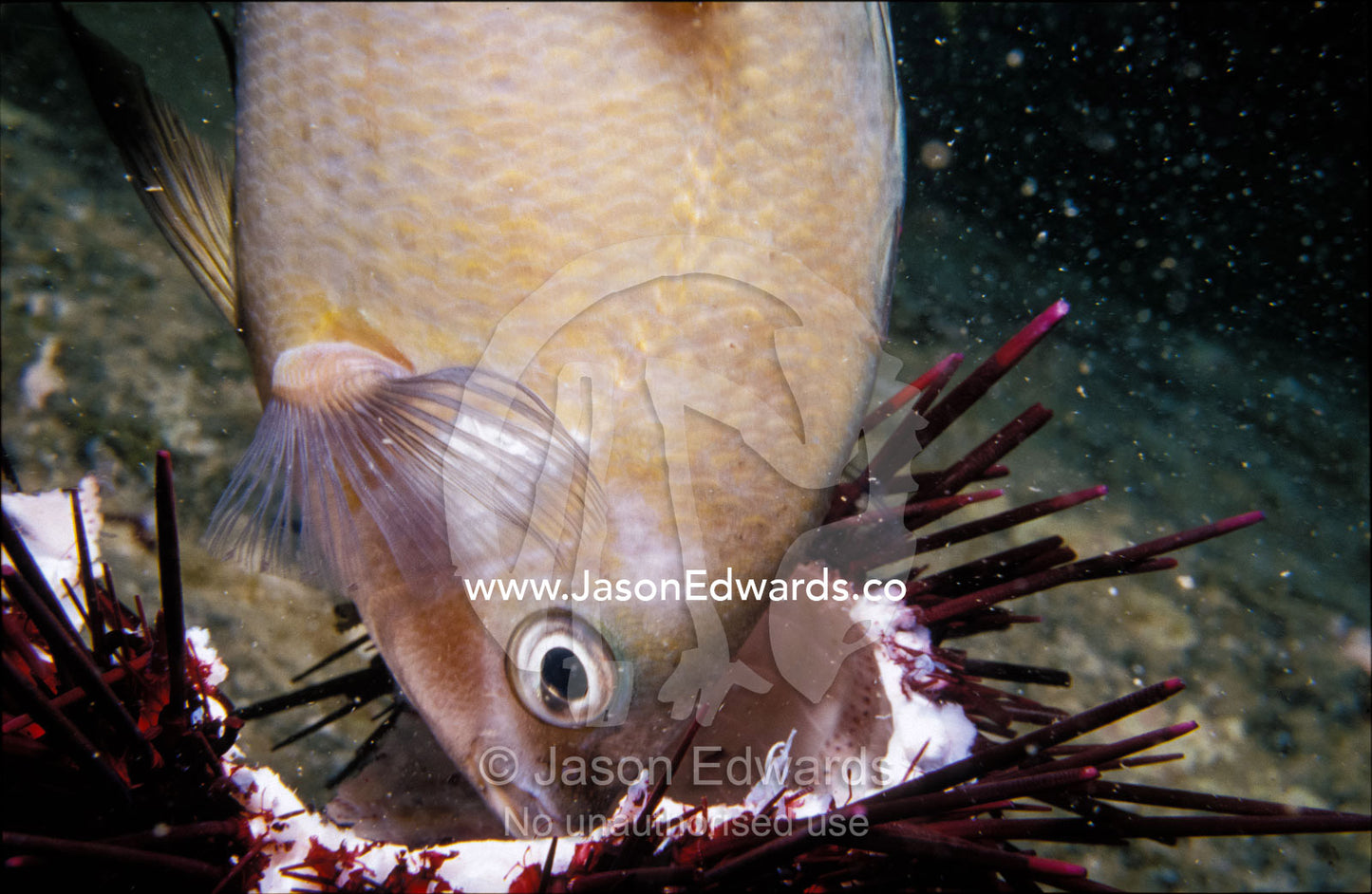 White-eared Fish feeds on a Purple Sea Urchin ball known as a Test. Merimbula, New South Wales, Australia.