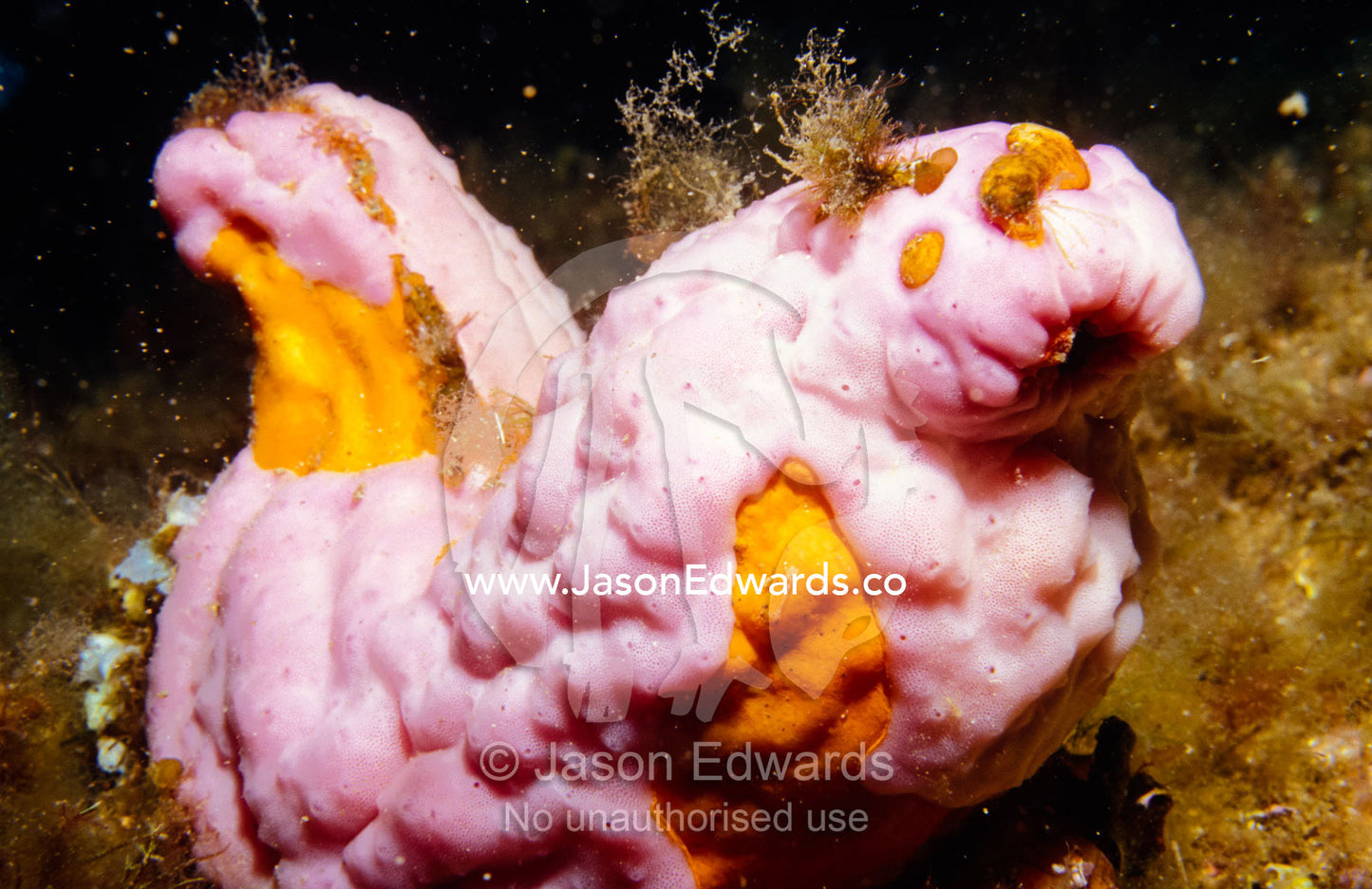 A bright pink Sponge from the Phylum Porifera adorns a coral reef. Merimbula, New South Wales, Australia.