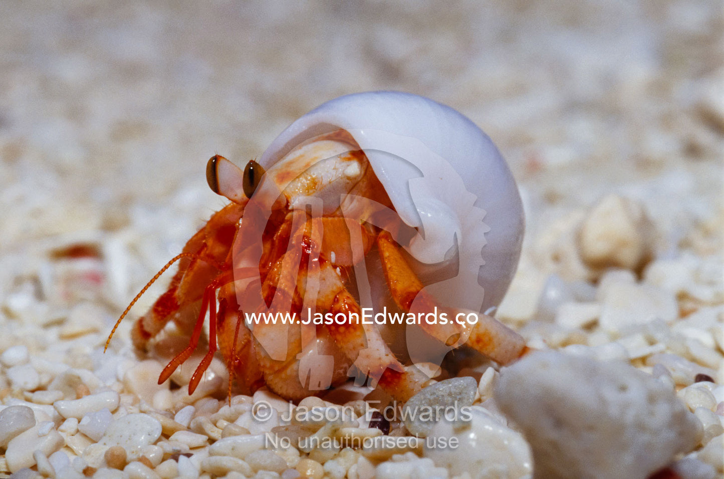 A Strawberry Land Hermit Crab emerging from its shell on a sand beach. East Diamond Island, Coral Sea Islands Territory, Australia.