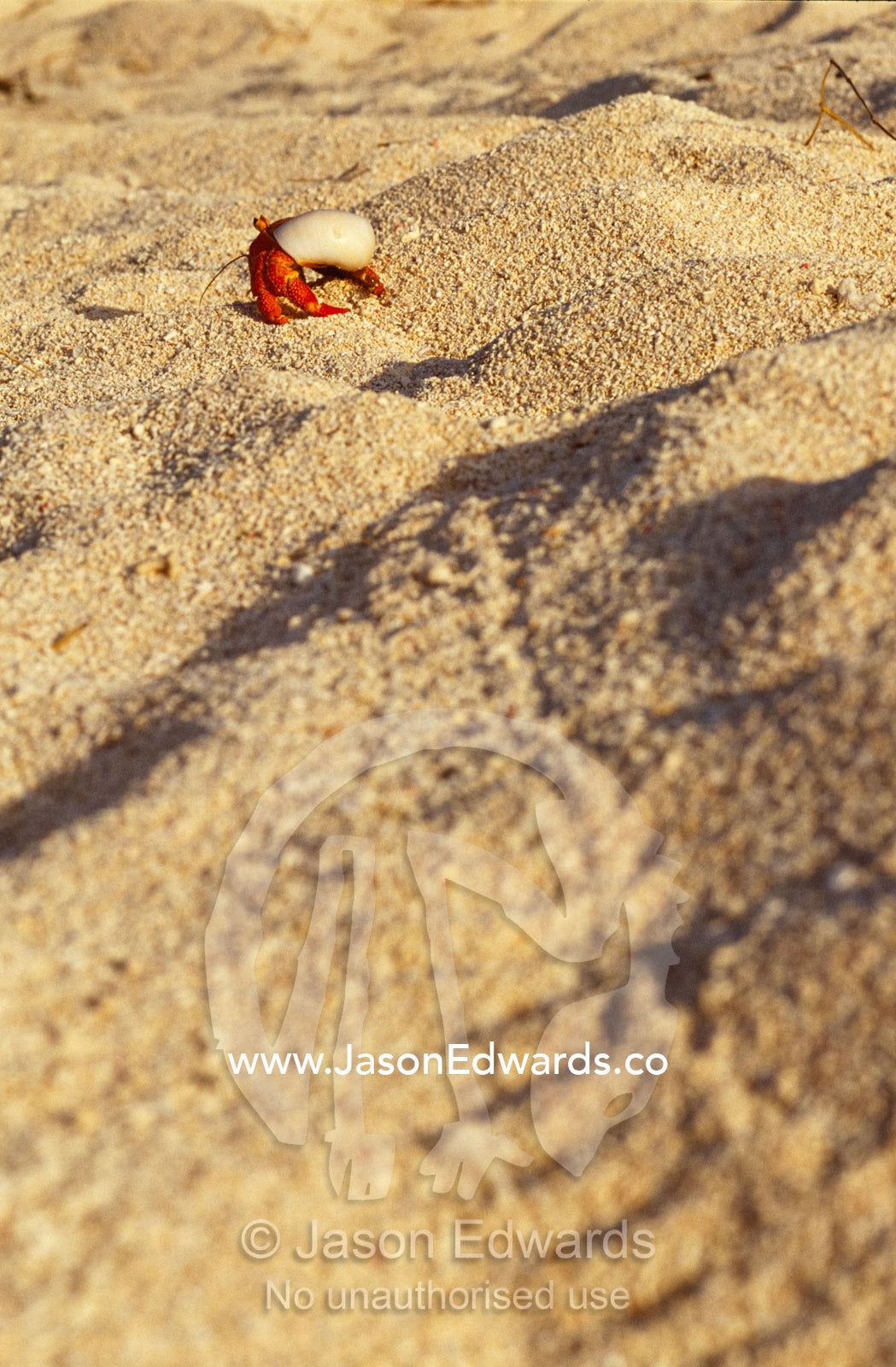 A Strawberry Land Hermit Crab emerging from its shell on a sand beach. East Diamond Island, Coral Sea Islands Territory, Australia.