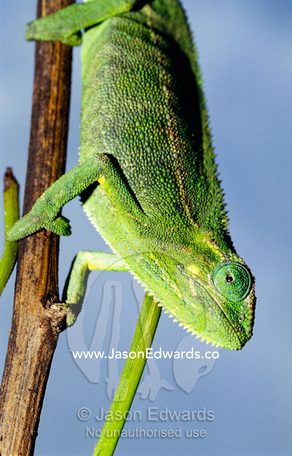 Closeup of the head of a Montane Side-striped Chameleon. Kisoro District, Uganda.