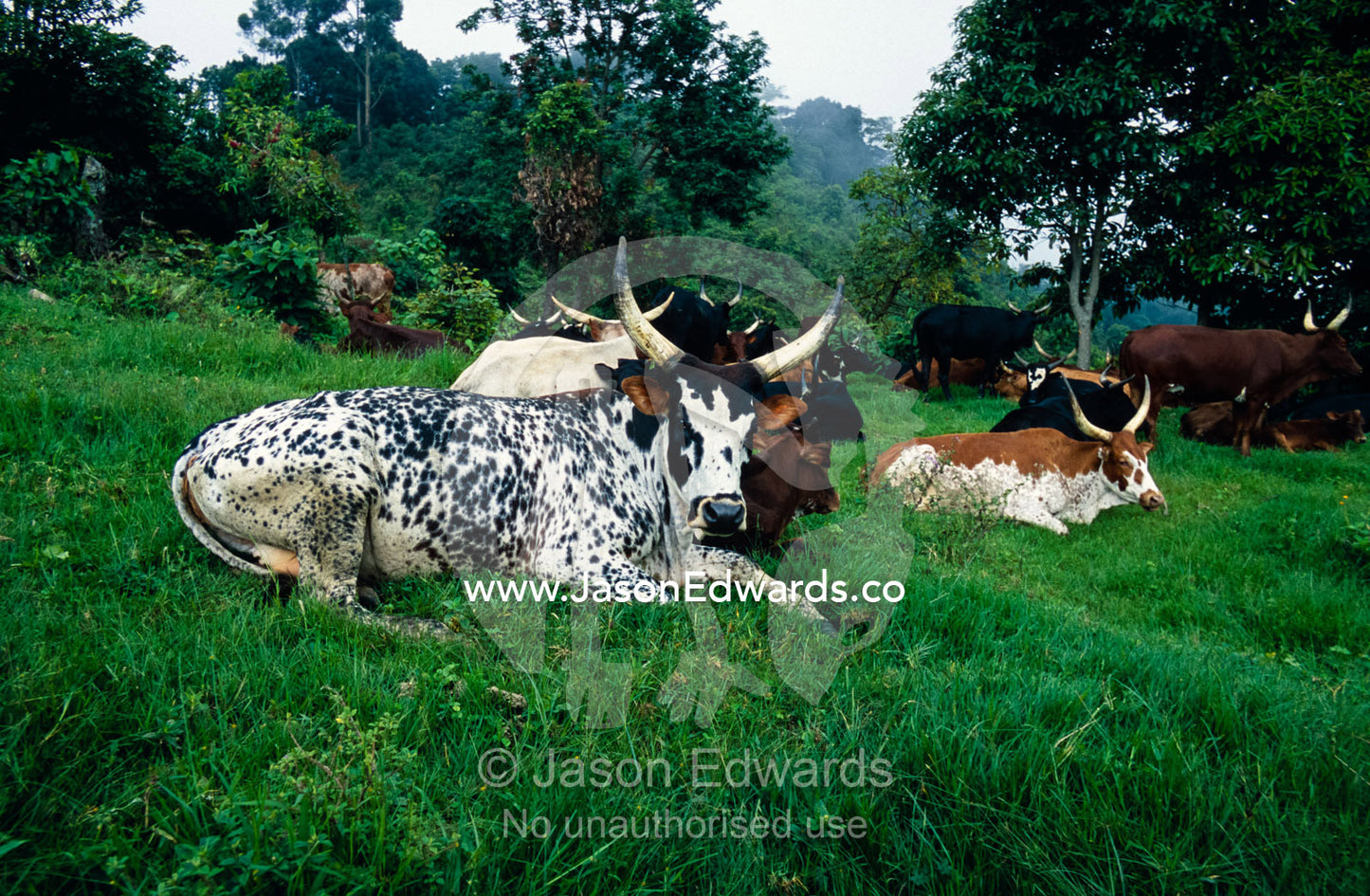 Watusi cattle with large horns rest in a lush green field. Western Uganda.