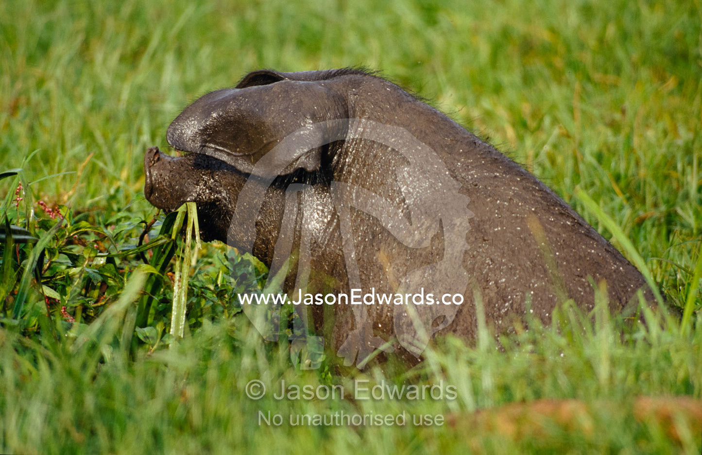 A domestic pig feeding on lush grasses in a farmland field. Kisoro District, Western Uganda.