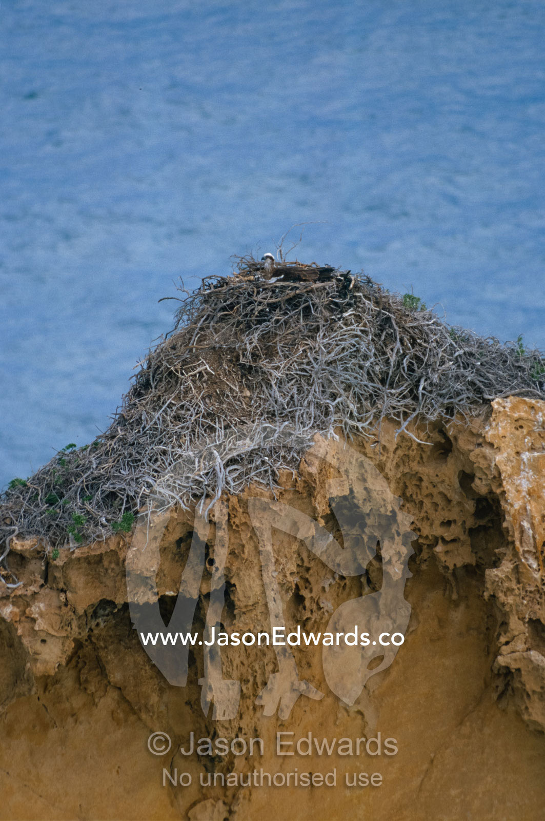 An Osprey nesting on a sandstone outcrop overlooking the ocean. coastline near Ceduna, South Australia, Australia.