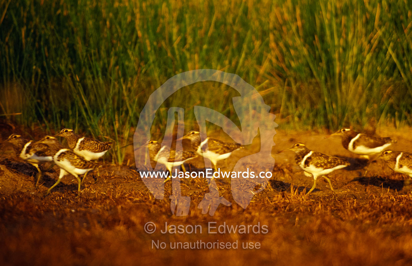 A flock of Vulnerable Painted Snipe and chicks on a wetland at dawn. near Chiltern, Victoria, Australia.