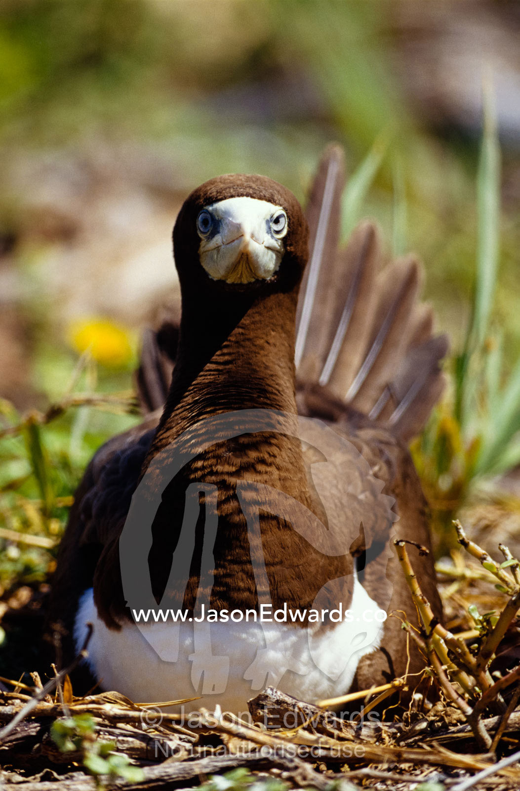 A Brown Booby incubating an egg on a nest. East Diamond Island, Coral Sea Islands Territory, Australia