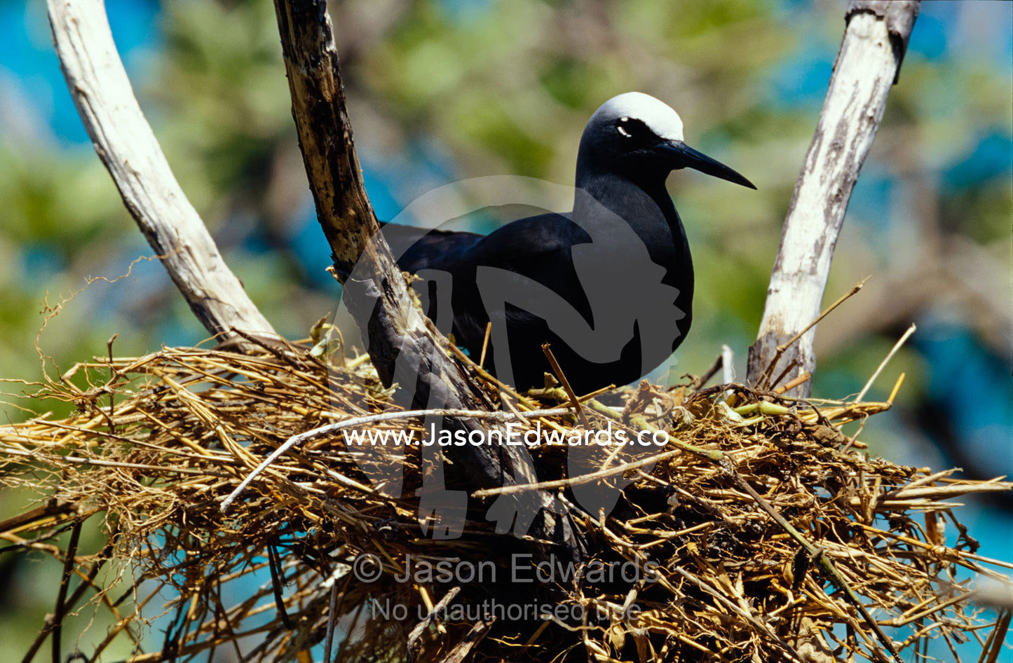 A small White-Capped Noddy incubating an egg in a stick nest. East Diamond Island, Coral Sea Islands Territory, Australia.