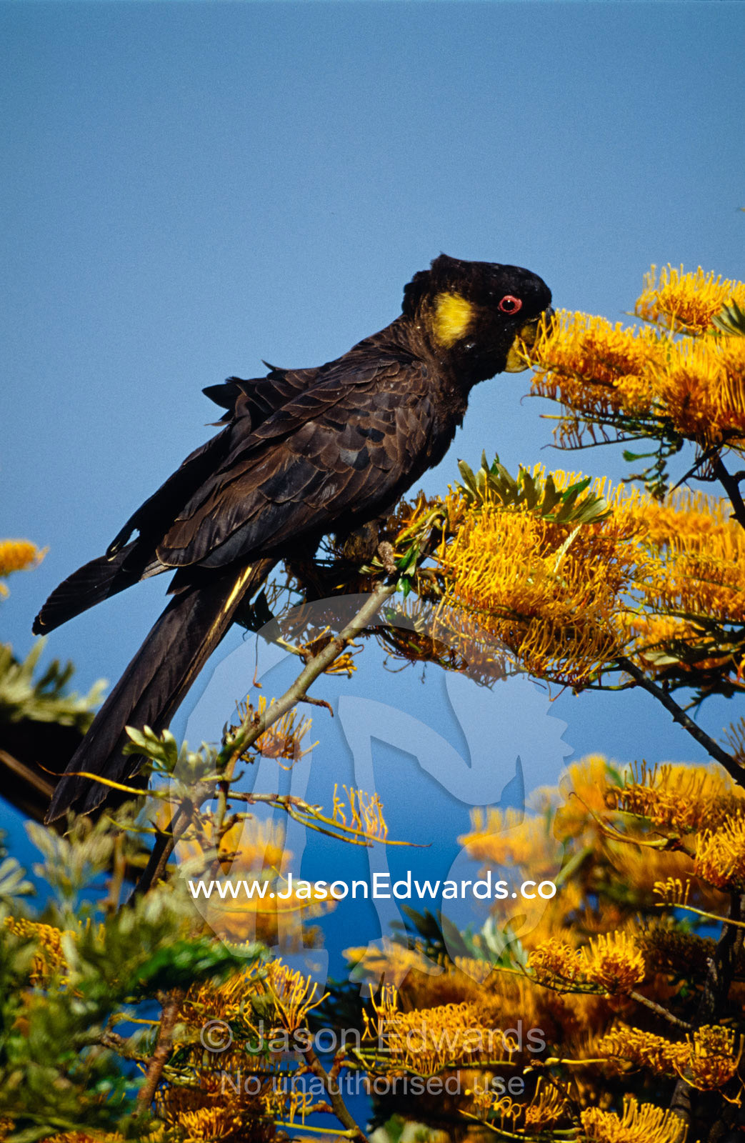 A Yellow-Tailed Black Cockatoo feeding on yellow Grevillea flowers. Eden, New South Wales, Australia.