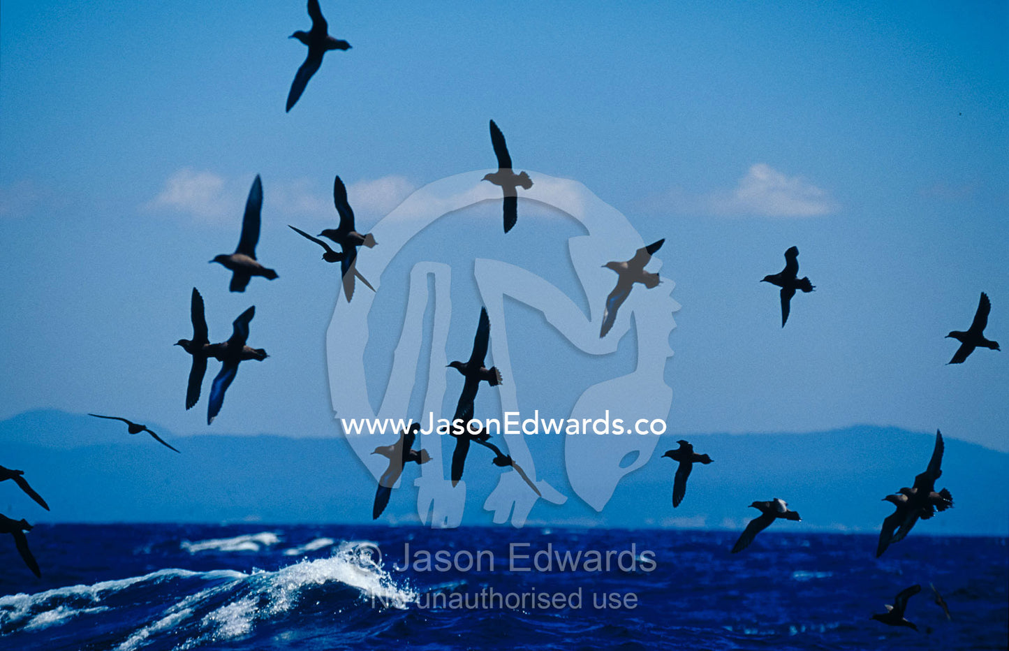 A flock of Short-Tailed Shearwaters soaring over a choppy ocean. Eden, New South Wales, Australia.