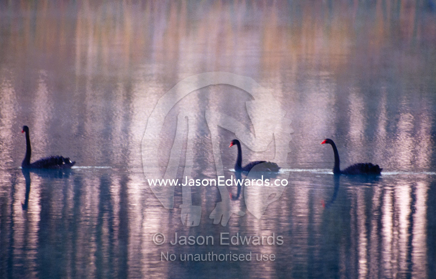 Black Swans glide across a still, misty wetland surface before dawn. The Pit, Albury, New South Wales, Australia.
