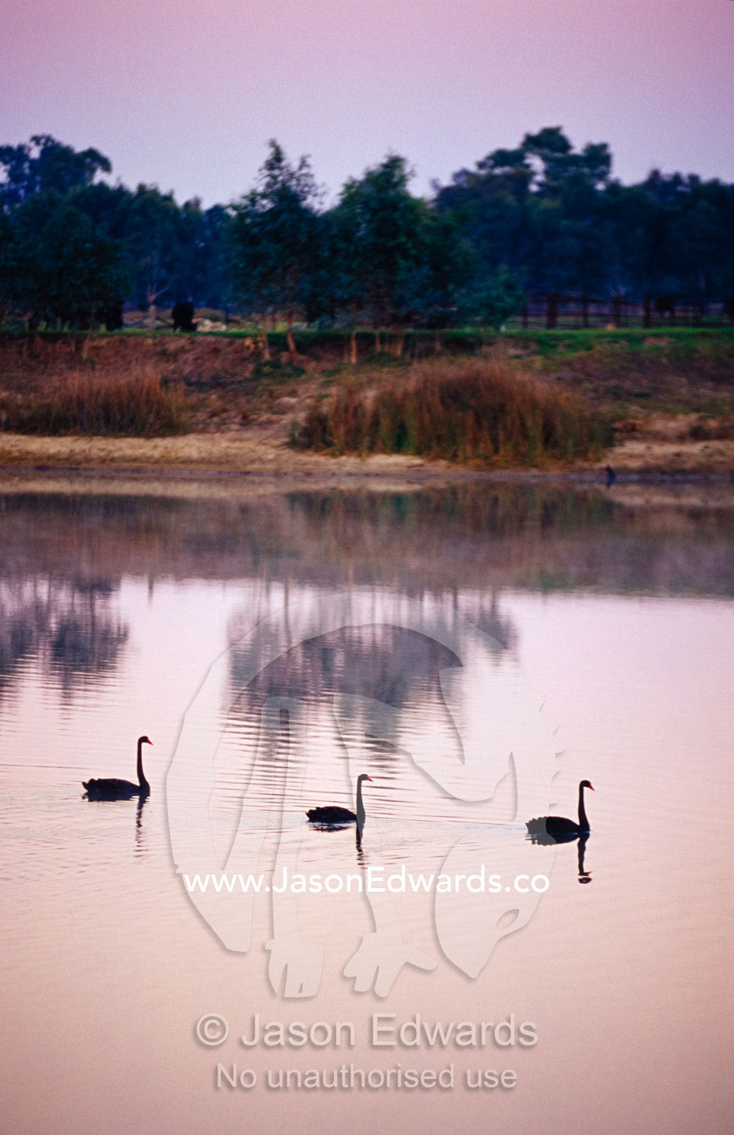 Black Swans glide across a misty, still wetland surface before dawn. The Pit, Albury, New South Wales, Australia.