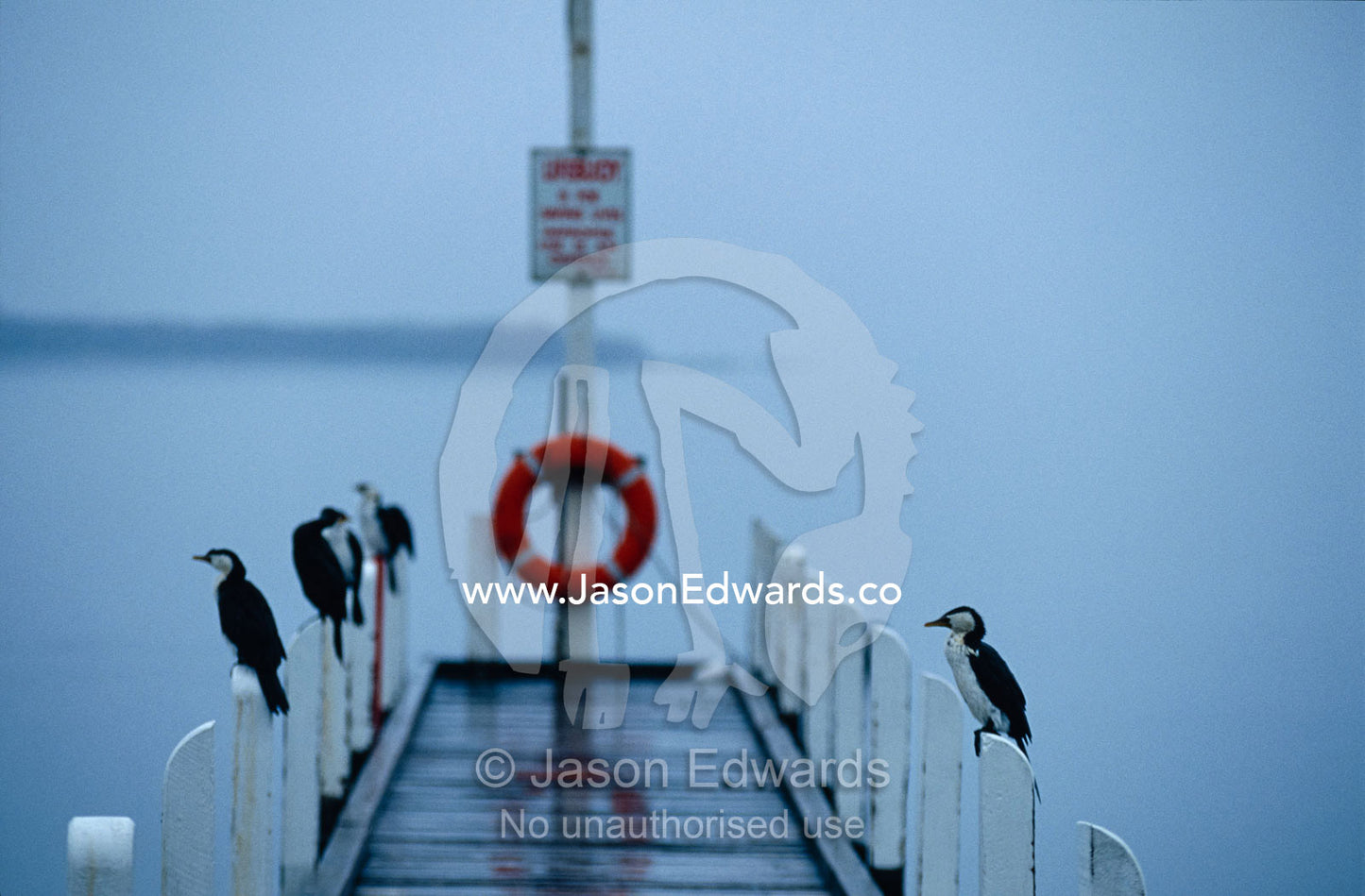 Shags and Cormorants roost on jetty pylons during a rain storm. Metung, Gippsland Lakes, Victoria, Australia.