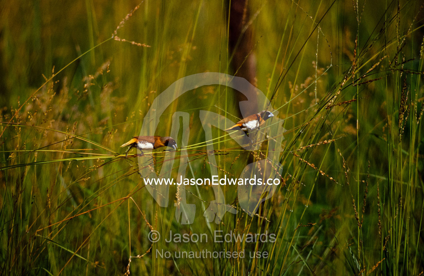 A pair of Chestnut-breasted Mannikin Finches feeding on seeding grass. Big Mitchell Creek, Queensland, Australia.