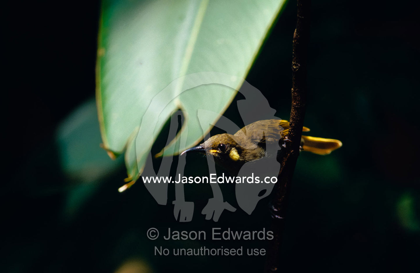A tiny Graceful Honeyeater, Meliphaga gracilis, in the forest shadows. Julatten, Queensland, Australia.