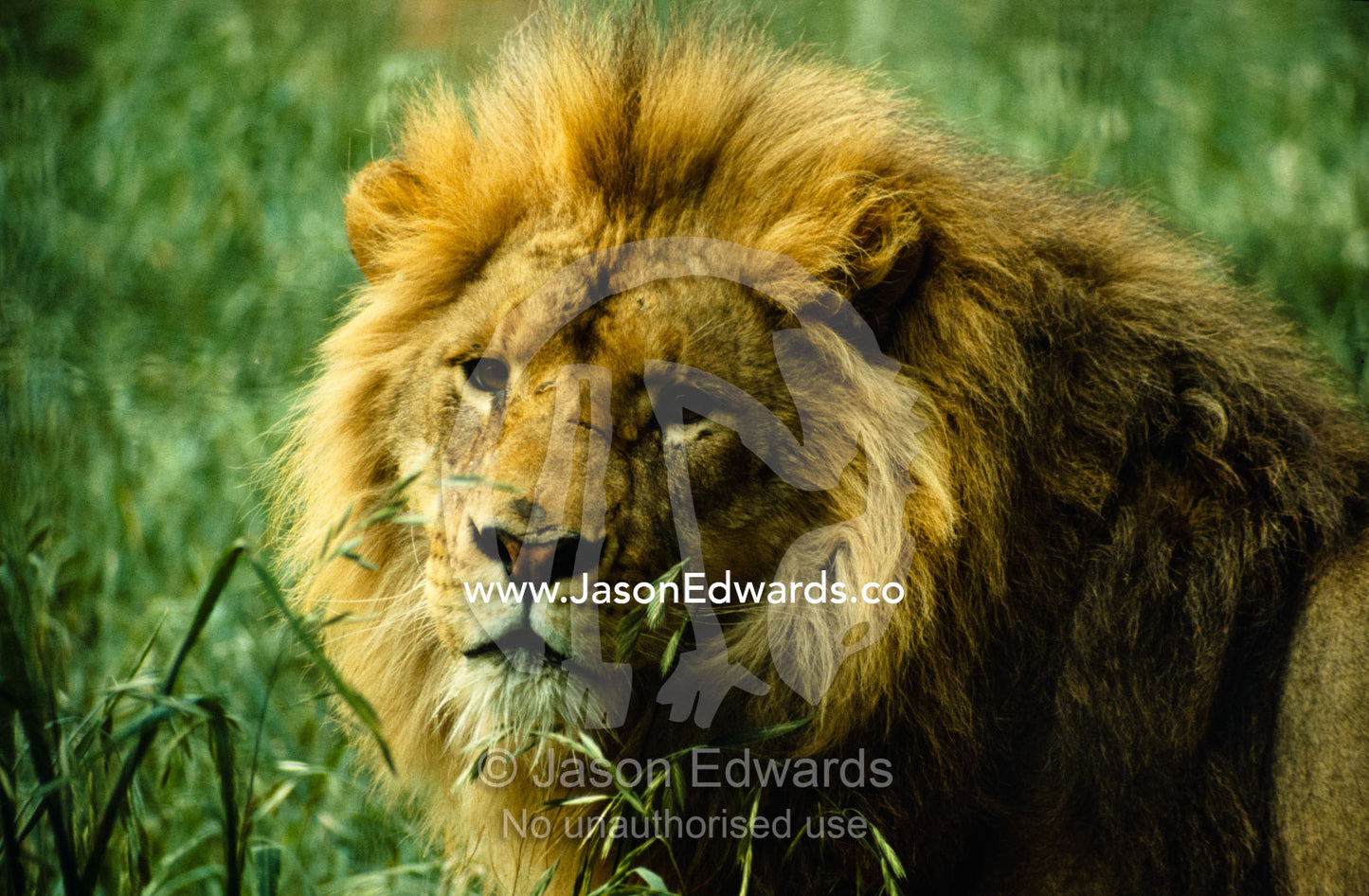 An adult male Lion displays his huge, shaggy mane. Melbourne Zoo, Victoria, Australia.