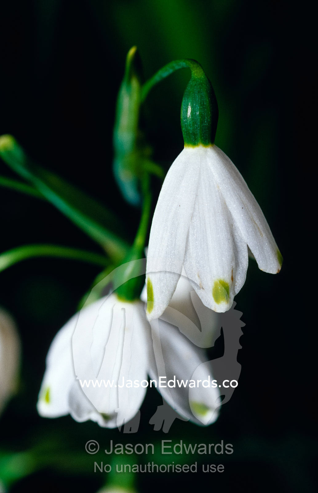 Tiny snowdrop flowers with delicate white petals emerge in the Spring. Jamieson, Victoria, Australia.