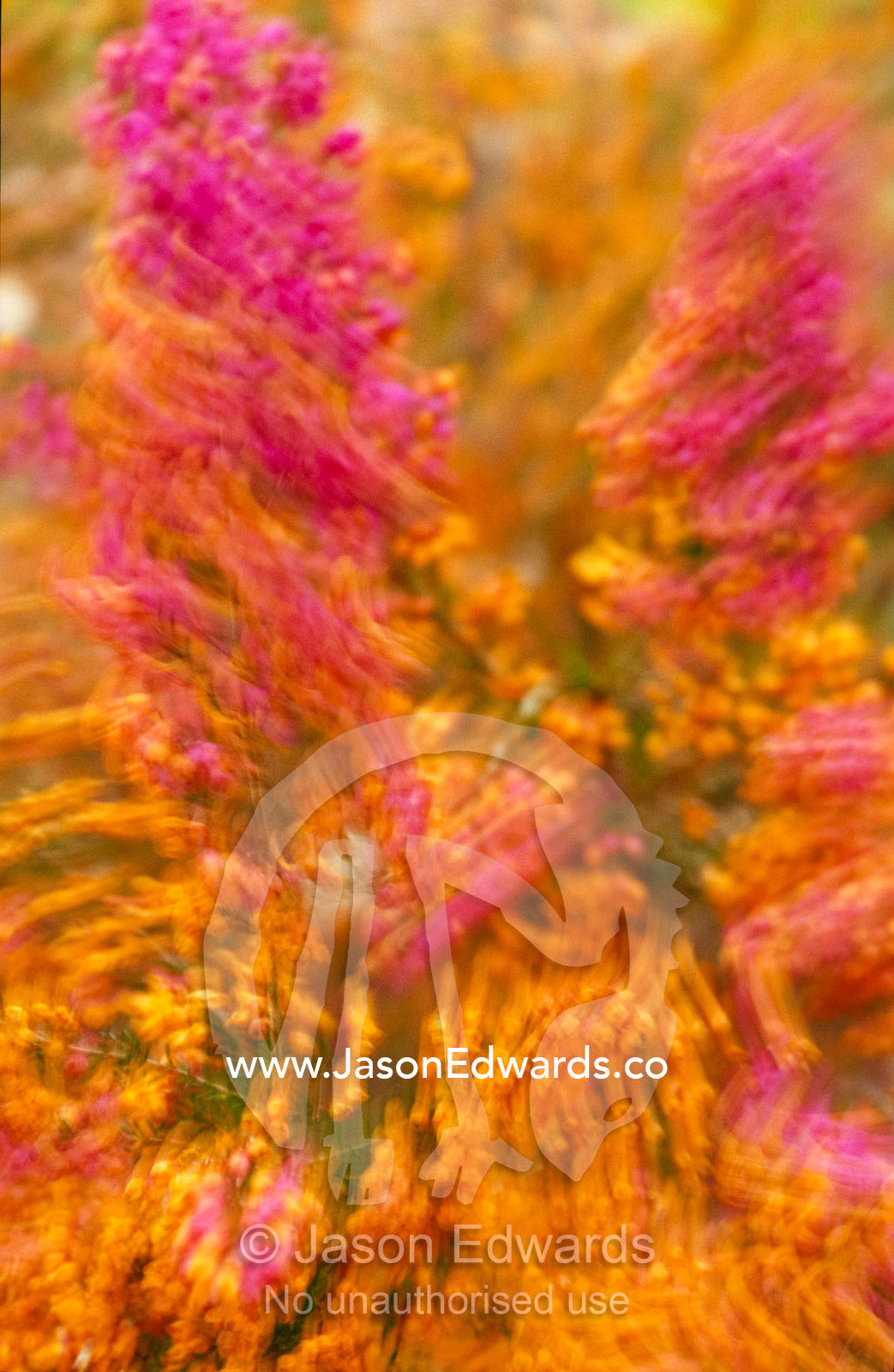 A flowering Erica shrub blowing in the wind creates a blur of colour. Jamieson, Victoria, Australia.