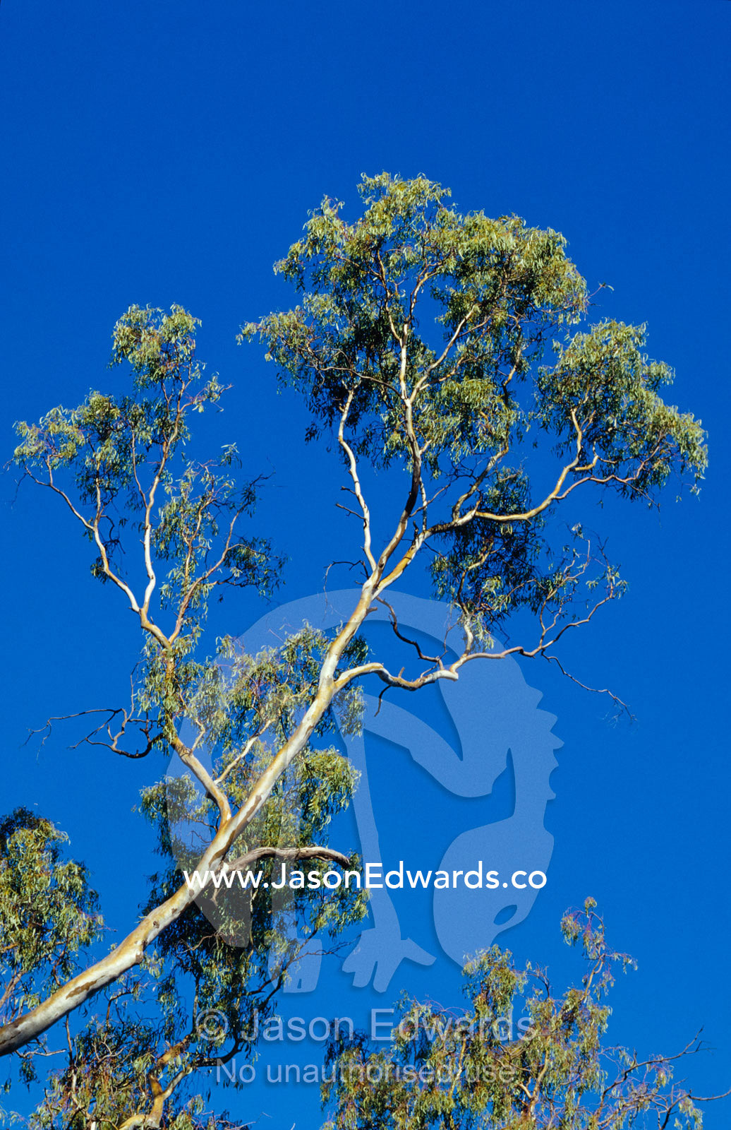 The trunks and canopy of River Red Gums lining a forest stream. Bullatail Creek, Mundiwa Station, New South Wales, Australia.