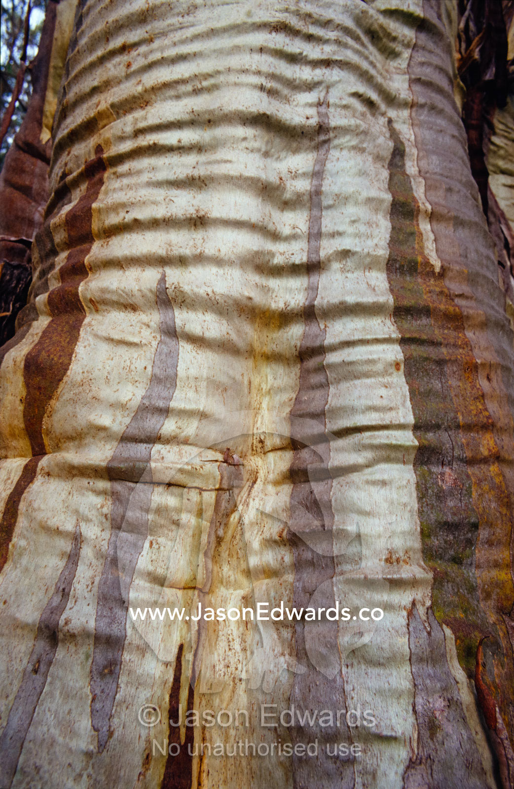 A colorful twisted and folded snow gum tree trunk shedding it's bark. Lake Mountain National Park, Victoria, Australia.