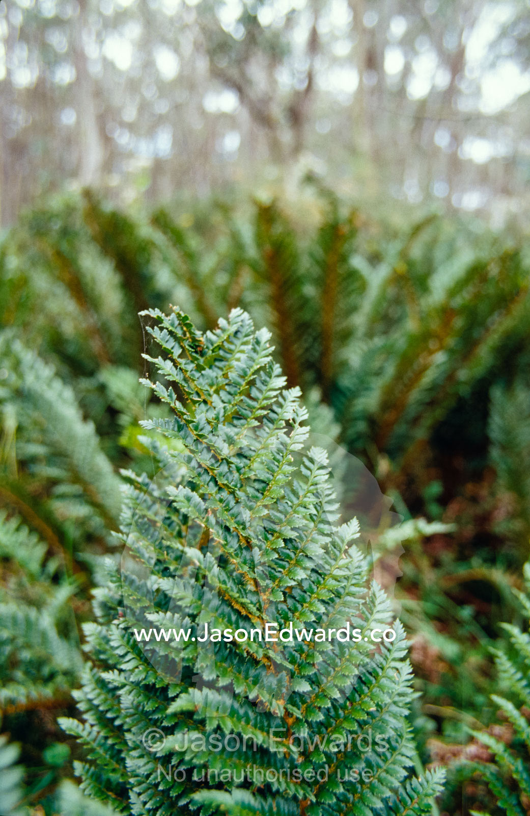 Mother Shield Fern grows into colonies from plantlets on the fronds. Lake Mountain National Park, Victoria, Australia.
