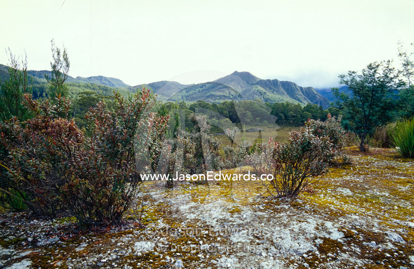 Small shrubs and open forest dot a rugged plain and mountain ridge. King William Range and Loddon Range, Tasmania, Australia.