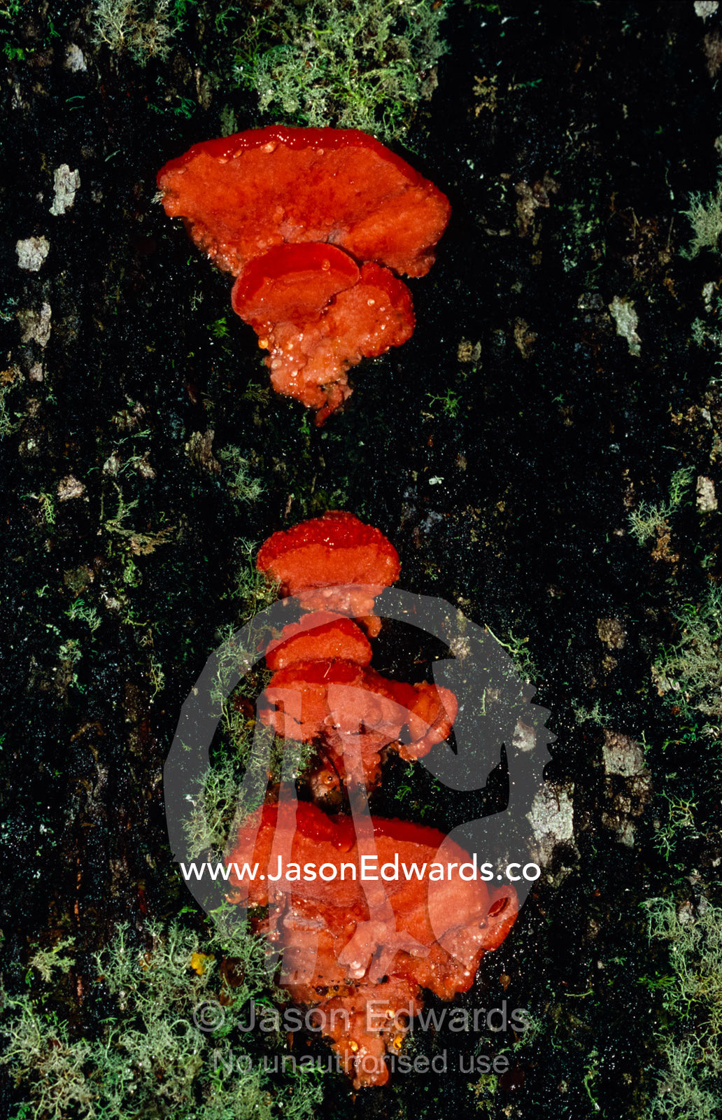 Bright red Aurantiporus pulcherrimus bracket fungi on a Myrtle Beech. Tarkine Wilderness Area, Tasmania, Australia.
