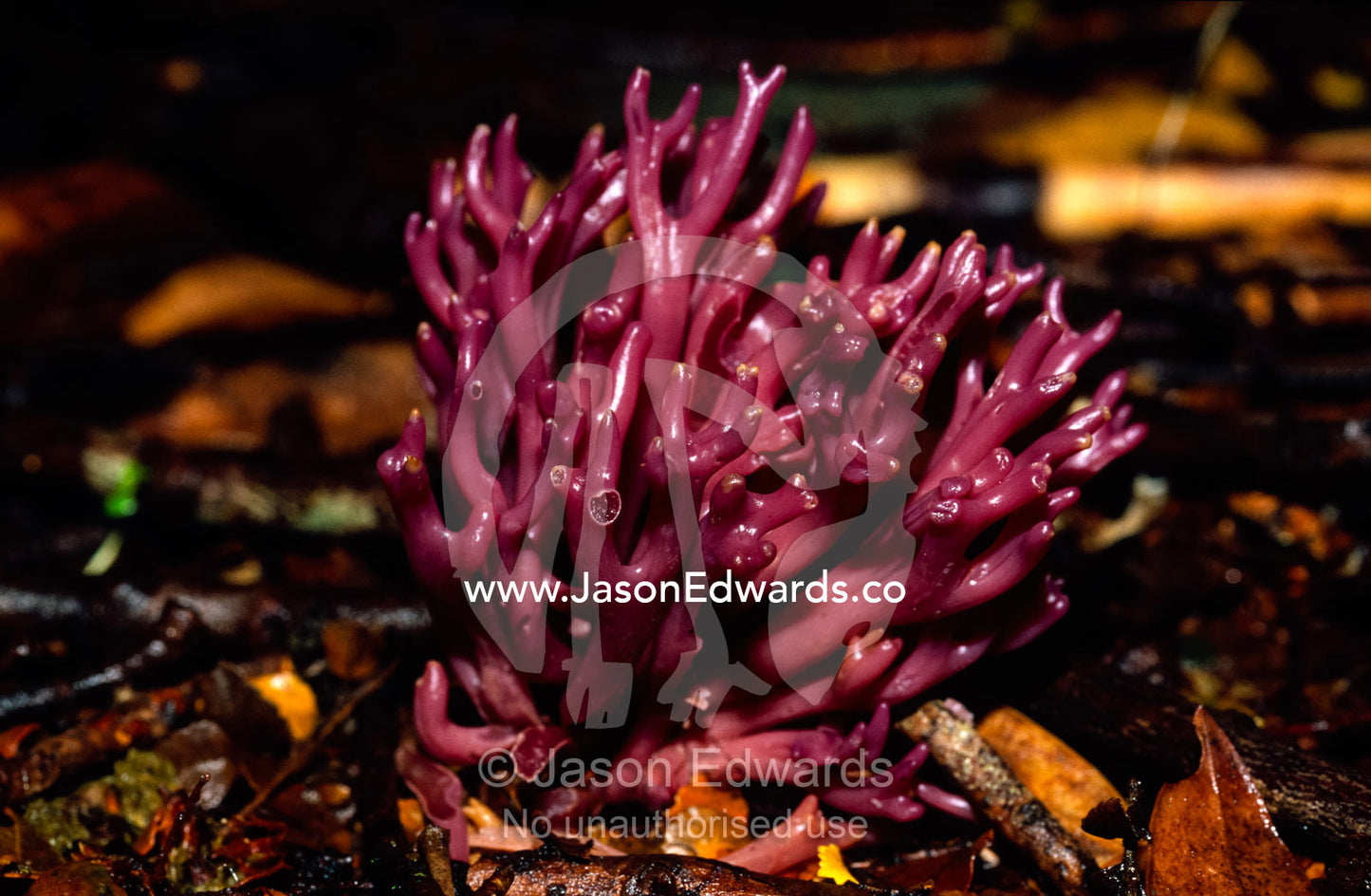 A bright purple Clavaria Coral Fungi in a cool temperate rainforest. Tarkine Wilderness Area, Tasmania, Australia.